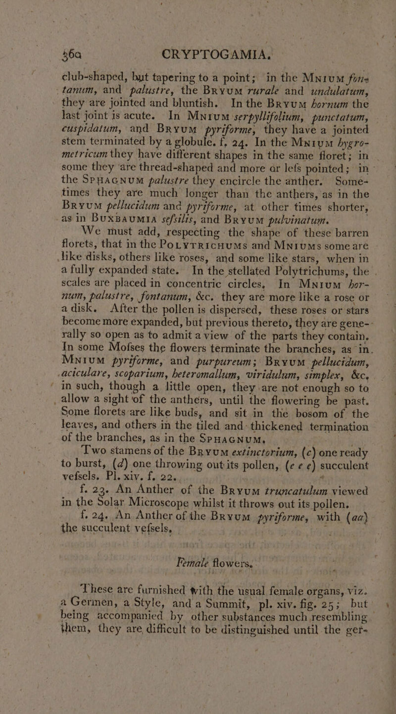 club-shaped, but tapering to a point; in the Mnivum fone _tanum, and palustre, the Bryum rurale and undulatum, they are jointed and bluntish. Inthe Bryum hornum the last joint is acute. In Mwnrum serpyllifolium, punctatum, - cuspidatum, and Bryum pyriforme, they have a jointed stem terminated by a globule. f, 24. In the Myrum hygro- metricum they have different shapes in the same floret; in some they ‘are thread-shaped and more ar lefs pointed; in- the SPHAGNUM palustre they encircle the anther. Some- times they are much longer than the anthers, as in the Bryum pellucidum and pyriforme, at other times shorter, as in Buxpaumyia sefsilis, and Bryum pulvinatum. | We must add, respecting the shape of these barren florets, that in the PoLyrRicHuMs and Mniums some are like disks, others like roses, and some like stars, when in a fully expanded state. In the stellated Polytrichums, the . scales are placed in concentric circles, In Mnium hor- num, palustre, fontanum, &amp;c. they are more like a rose or adisk. After the pollen is dispersed, these roses or stars become more expanded, but previous thereto, they are gene-- rally so open as to admit a view of the parts they contain. In some Mofses the flowers terminate the branches, as in. Mnium pyriforme, and purpureum; Bryum pellucidum, -aciculare, scoparium, heteromallum, viridulum, simplex, &amp;c, ‘ in such, though a little open, they are not enough so to _ allow a sight of the anthers, until the flowering he past. Some florets are like buds, and sit in the bosom of the leaves, and others in the tiled and: thickened termination of the branches, as in the SpHaGNuM, | Sh T'wo stamens of the Bryum extinctorium, (c) one ready to burst, (¢) one throwing outits pollen, (¢ ¢ ¢) succulent vefsels. Pl. xiv. f, 22., , 4 f. 23. An Anther of the Bryum truncatulum viewed in the Solar Microscope whilst it throws out its pollen. f. 24. An Anther of the Bryum pyriforme, with {aa} the succulent vefsels, ity es “a Female flowers, These are furnished vith the usual female organs, Viz. a Germen, a Style, and a Summit, pl. xiv. fig. 25; but being accompanied by other substances much resembling | them, they are difficult to be distinguished until the ger-