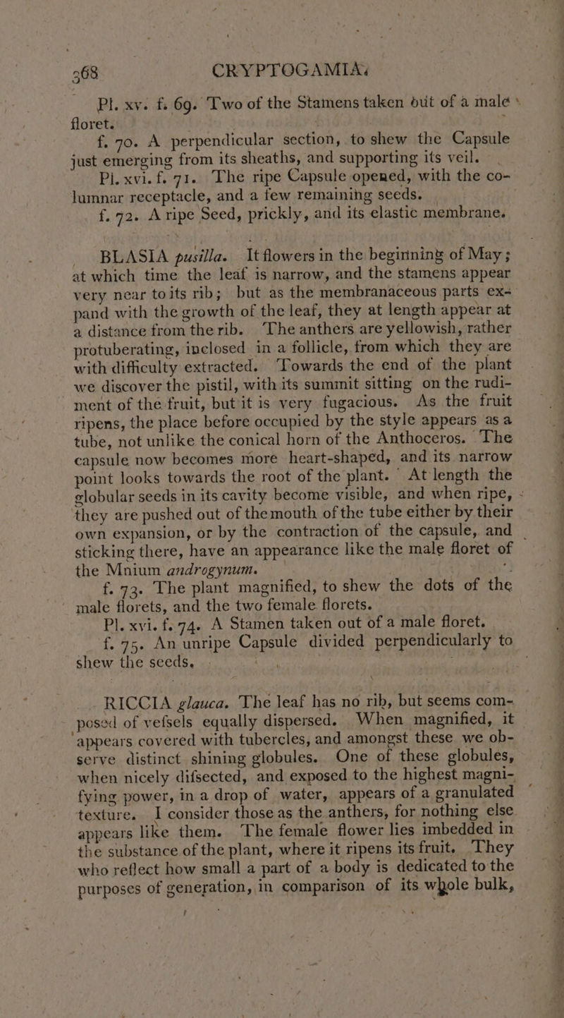 floret. | f, 70. A perpendicular section, to shew the Capsule just emerging from its sheaths, and supporting its veil. | Pi. xvi. f. 71. The ripe Capsule opened, with the co- lumnar receptacle, and a few remaining seeds. | f. 72. Aripe Seed, prickly, and its elastic membrane. _ BLASIA pusilla. It flowers in the begirining of May; at which time the leaf is narrow, and the stamens appear very near toits rib; but as the membranaceous parts ex- pand with the growth of the leaf, they at length appear at a distance from the rib. The anthers are yellowish, rather protuberating, inclosed in a follicle, from which they are with difficulty extracted. ‘Towards the end of the plant we discover the pistil, with its summit sitting on the rudi- ment of the fruit, but it is very fugacious. As the fruit ripens, the place before occupied by the style appears as a tube, not unlike the conical horn of the Anthoceros. ‘The capsule now becomes more heart-shaped, and its narrow point looks towards the root of the plant. At length the they are pushed out of the mouth of the tube either by their sticking there, have an appearance like the male floret of the Mnium androgynum. é f. 73. The plant magnified, to shew the dots of the - male florets, and the two female florets. Pl. xvi. f..74. A Stamen taken out of a male floret. shew the seeds. . | RICCIA glauca. The leaf has no rik, but seems com- posed of vefsels equally dispersed. When magnified, it ‘appears covered with tubercles, and amongst these we ob- serve distinct shining globules. One of these globules, fying power, in a drop of water, appears of a granulated appears like them. ‘The female flower lies imbedded in the substance of the plant, where it ripens its fruit. They who reflect how small a part of a body is dedicated to the purposes of generation, in comparison of its whole bulk, ; ’ ee Ra —_ ~@ cae  * > i SO ee