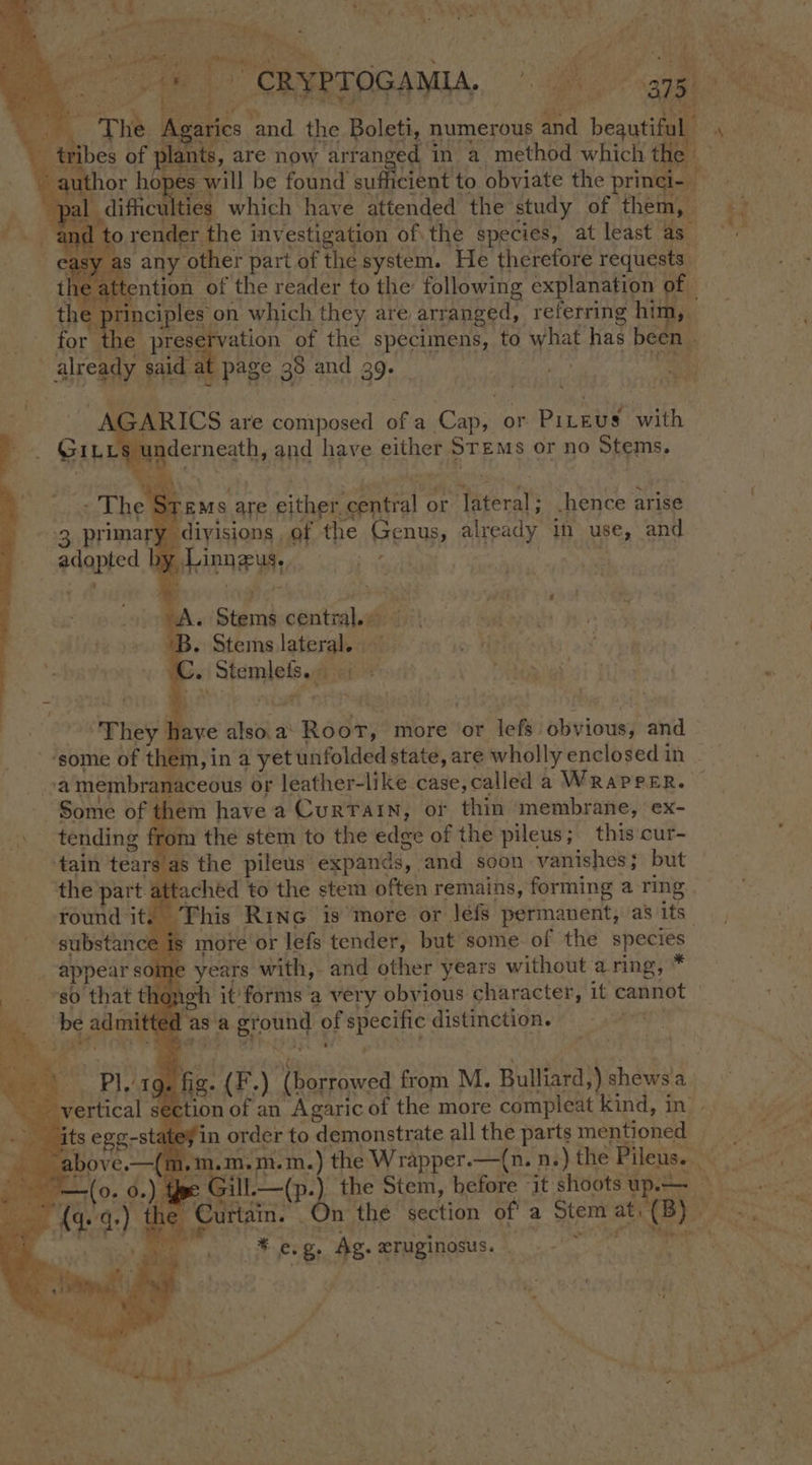 - ae ape En | ae a, Abe ¢ ics. wd pt my Sh numerous fa begutifa L t ) es will be found sufficient to obviate the princi- 1 difficu ies which have attended the study of them, to render the inv estigation of: the species, at least a any ‘other part of the system. He therefore pean ntion of the reader to the’ following explanation is inciples on which they are, arranged, referring him, ' alreagy ie at page 38 and 39. — .GARICS are composed of a Cap, 0 or Pieus with sl nderneath, and have either STEMs or no Stems, Sy EMS are either, ae or yett hence arise y divisions , of the Pens, already in use, and y Hepner : Start céntrald: 7): Stems lateral. . i Stamlels ya Bod “They. haye also. a Root, more or lefs duviousp and ‘some of them, in a yet unfolded state, are wholly enclosed in a membran naceous or leather-like case,called a WrRrapreER. . Some ofe t! rem have a CURTAIN, oF thin membrane, ex- “eal tears a § the pileus ag hinds, and soon vanishes; but the'part attachéd to the stem often remains, forming a ring . This Rinc is more or Jéfs permanent, as its” substance is more or lefs tender, but some of the Bpecies : e years with, and other years without a ring, * igh it’ forms ‘a very obvious character, it cannot itte dasa aground oF specific. distinction. fe (F.) ‘(borrowed from M. Bulliard, ») shewsa ection of an Agaric of the more compleat kind, in» ey in order to demonstrate all the parts mentioned | Cin. ‘ n the section of' a Stem at, ad AE at As. eTuginosus. . a ’ > ee,