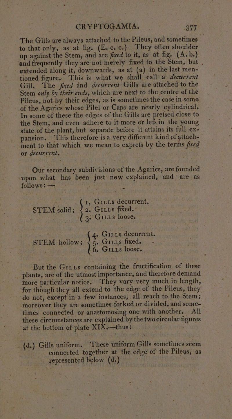 The Gills are always attached to the Pileus, and sometimes to that only, as at fig. (E.c.c.) They often shoulder up against the Stem, and are fixed to it, as at fig. (A.b.) and frequently they are not merely fixed to the Stem, but extended along it, downwards, as at (a) in the last men- tioned figure. This is what we shall call a decurrent Gill. The fixed and decurrent Gills are attached to the Stem only by their ends, which are next to the centre of the Pileus, not by their edges, as is sometimes the case in some of the Agarics whose Pilei or Caps are nearly cylindrical. - In some of these the edges of the Gills are prefsed close to the Stem, and even adhere to it more or lefsin the young state of the plant, but separate before it attains its full ex- pansion. ‘This therefore isa very different kind of attach-_ - ment to that which we mean to exprefs by the terms fixed or decurrent, > - Our secondary subdivisions of the Agarics, are founded upon what has been just now explained, and are as follows: — 4 Sem, - 1, GiLxs decurrent, STEM solid; ¢ 2. Gis fixed.’ cag ta ‘( 3. Gixts loose. ny Baas es . Girxs decurrent. STEM hollow; <5. Gixus fixed. L Bire - ¢6. Gixts loose. ‘But the Gitus containing the fructification of these _ plants, are of the utmost importance, and therefore demand more particular notice. They vary very much in length, for though they all extend to the edge of the Pileus, they ‘do not, except in a few instances, all reach to the Stem; moreover they are sometimes forked or divided, and some- times connected or anastomosing one with another. All these circumstances are explained by the two circular figures at the bottom of plate XIX.—thus: ; \ . (d.) Gills uniform. These uniform Gills sometimes seem oy connected together at the edge of the Pileus, as represented below (d.)