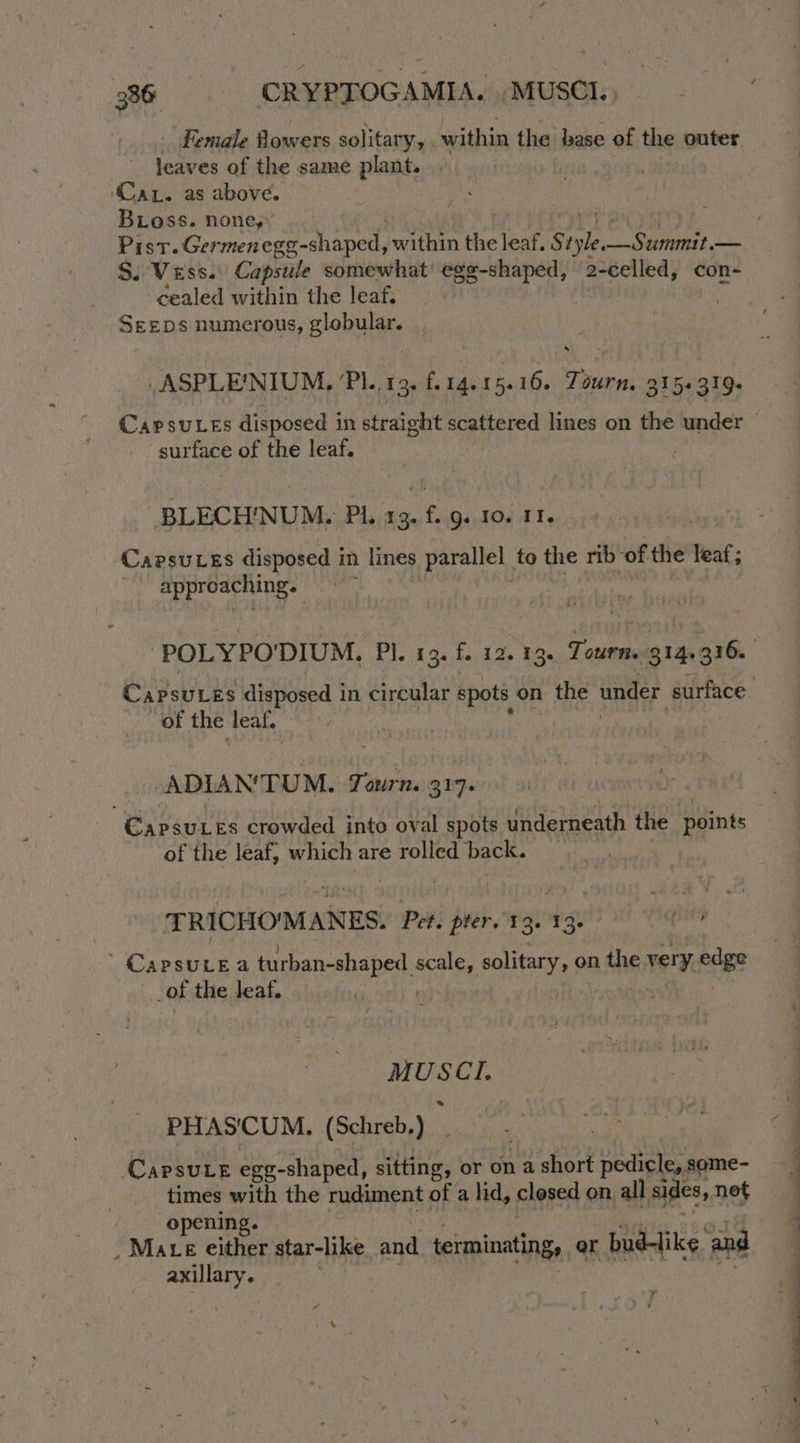 Female Rowers solitary, within the base of the outer leaves of the same plant. . ‘Car. as above. BLoss. none,” S$. Vess. Capsule somewhat’ egg-shaped, 2-celled, con- cealed within the leaf, . Sens numerous, globular. .ASPLE'NIUM. PI.. 13. f. 14. 15.16 Pion 315+319- surface of the leaf. BLECH'NUM. Pi, gaits Q. 10. II. Capsuces disposed in lines parallel to the rib ‘of the teat; approaching. of the leaf. ADIAN'TUM. Tourn. 317. CapsuLes crowded into oval spots underneath the points of the leaf, which are rolled back. TRICHOMANES. Pet. prer. 13. 13. ieeS CapsuLe a turban-shaped. scale, solitary on the very edge of the leaf, af 7 enn PHAS'CUM. (Schreb. me CapsuLeE egg-shaped, sitting, or on a short pedicle, some- times with the rudiment of a lid, clesed on, all sides, net \ a med -\