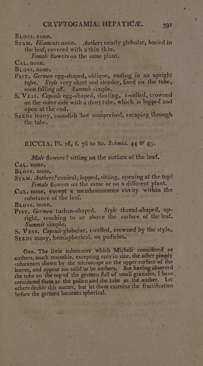 Bross. none. nO ee Stam. Filamenisnone. Anthers nearly globular, buried in the leaf, covered with athin skin. . Female flowers on the same plant. CaL. none. ; . BLoss. none. . ? Pist. Germen egg-shaped, oblique, ending im an. upright tube. Style very short and slender, fixed on the tube, soon falling off. Summit simple... ! S. Vess. Capsule egg-shaped, slanting, 1-celled, crewned | on the outer side with a short tube, which is lopped and open at the end. fa Rae, - SEEDS many, roundish but comprefsed, escaping through the tube. 7 A ey RICCIA. Ph 16, f. 76 to 80. Schmid. 44 © 45. -. Male flowers? sitting on the sufface of the leaf. Cat. none. , ‘ BLOoss. none. | Lae Sher Sram. Anthers? conical; lopped, sitting, opening at the top? Female flowers on the same'or on a different plant. Ca. none, except a membranaceous cavity within the substance of the leaf. | | : BLoss. none, 3 . Pist. Germen turban-shaped. Style thread-shaped, up- - right, reaching to or above the surface of the leaf. . . Summit simple. . Onn S. Vess. Capsule globular, 1-celled, erowned by the style. SEEDS many, hemispherical, on pedicles. icant Oss. The little substances which Micheli considered as anthers, much resemble, excepting only in size, the other pimply substances shewn by the microscope on the upper surface of the leaves, ahd appear too solid to be anthers. But havin observed > the tube on the top“of the gerimen full of small granules, I have, considered them as the pollen and the tube as the anther. Let others decide this matter, but let them examine the fructification before the germen becomes spherical. ‘