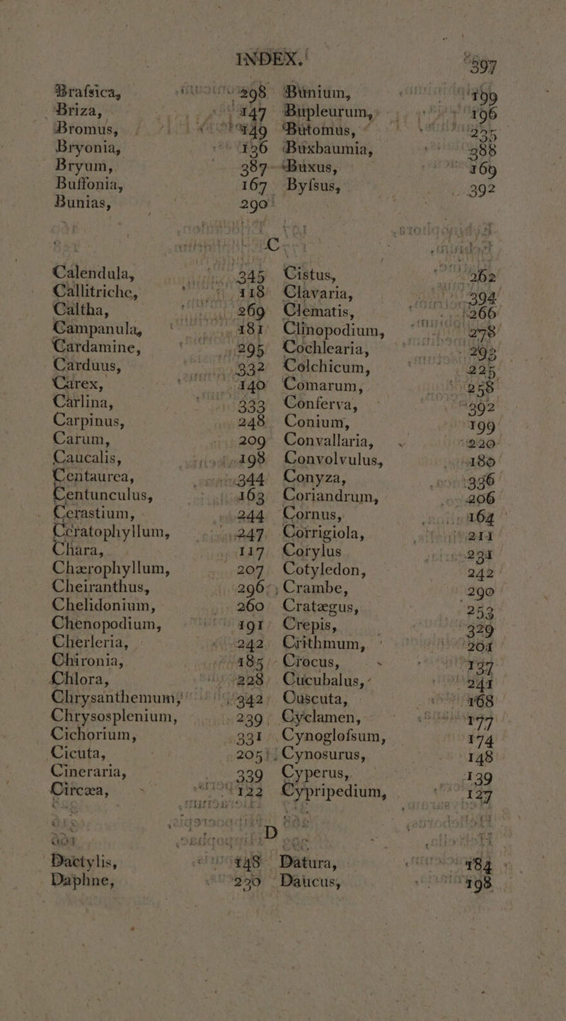 Ceratophyllum, hara, . INDEX, | Brafsica, eo ¢98 Bunium, — _ Briza, >), «%447 Bupleurum, Bromus,» / . 7 01.4% shag ‘Butomus, © Bryonia, 126 Buxbaumia, Bryum, 387 Buxus, Buffonia, 167 Byfsus, — Bunias, 290° | | Cees Calendula, S945), Cistus, Callitriche, 4), 448) Clavaria, Caltha, 269 ©Clematis, Campanula, _., 481 Clinopodium, Cardamine, ~ 295 Cochlearia, Carduus, 932 Colchicum, Carex, 4140 Comarum, Carlina, 333 Conferva, Carpinus, 248 Conium, Carum, 209 Convallaria, Caucalis, .j,-498 Convolvulus, pea ates 344 Conyza, Centunculus, 4163 Coriandrum, _ Cerastium, 244 Cornus, 249 Corrigiola, . 117 Corylus Cherophyllum, 207. Cotyledon, Cheiranthus, 296°; Crambe, Chelidonium, _ 260 Crategus, Chenopodium, “iW gor Crepis, _'Cherleria, «242 Crithmum,. ° Chironia, “485 /- Crocus, . Chiora, “+ 328, Cucubalus, ’ Chrysanthemum,’ '\,'342, Ouscuta, - Chrysosplenium, 239, Cyclamen, Cichorium, 331 .Cynoglofsum, Cicuta, 205{. Cynosurus, Cineraria, .. 339 Cyperus,. Circea, a *122 Cypripedium, . aia  oedqoqgihi> por | Dattylis, ehoc¢ys- Datura, - Daphne, 290 - Daticus,