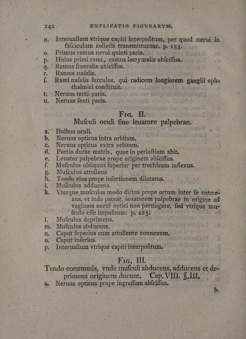 n. Interuallum vtrique capiti. interpofitum, per quod nerui in fafciculum colle&amp;ti transmittuntur. p. 153. o. Primus ramus nerui quinti paris... | p. Huius primi rami, ramus lacrymalis abíciffus. .- q. Ramus /frontalis abfciffus. r. Ramus nafalis. f. Raminafalis pmo qui radicem longiorem gangli oph- thalmici conftituit. t. Neruus tertii paris. u. Neruus fexti paris. nu Fra. Il. Mufculi oculi fine leuatore palpebrae. a. Bulbus oculi. von T EN b. Neruus opticus intra orbitam. p .c. Neruus opticus extra orbitam. d. Portio durae matris, quae in perioftium abit. e. Leuator palpebrae prope originem abfciffus. f£ Mufculus obliquus fuperior per trochleam inflexus. vg. Mufculus attollens : h. Tendo eius prope infertionem dilatatus, i. Mufculus adducens. k.. Vterque mufculus modo di&amp;us prope ortum. inter fe- conne- .xXu$, vt inde pateat, leuatorem palpebrae in origine ad vaginam nerui optici non pertingere, fed yug mu- fculo effe impofitum. P. 229i ) ^] Mufculus deprimens. m. Mufculus abducens. : Caput fuperius cum attollente connexum. Caput inferius. : 27 Interuallum e capiti interpofitum, Fa. TIE | Tendo communis, vnde mufculi abducens, adducens et de- - primens originem ducunt, Cap.VIIl. $ Il, a. Neruus opticus prope ingreffum abfíciffus, vob - xw