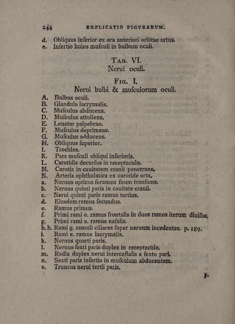 d. Obliquus inferior ex ora anteriori orbitae ortus, uif e. Infertio huius mufculi in bulbum oculi. - Tas. VI. Nerui oculi. Fia. I Nerui bulbi &amp; mulculorum oculi Bulbus oculi. Glandula lacrymalis. Mufculus abducens. Mufculus attollens. Leuator palpebrae. Mufculus deprimens. - Mufculus adducens. Obliquus fuperior. Trochlea. Pars mufculi obliqui inferioris; Carotidis decurfus in receptaculo. Carotis in cauitatem cranii penetrans, Arteria ophthalmica ex carotide orta, Neruus opticus foramen fuum tranfiens, Neruus quinti paris in cauitate cranil. i Nerui quinti paris ramus tertius. | Eiusdem ramus fecundus. Ramus primus. Primi rami e. ramus frontalis in duos ramos iterum diuifus, Primi rami e. ramus nafalis. .h. Rami g. ramuli ciliares fuper neruum incedentes, P» 189. Rami e, ramus lacrymalis. | Neruus quarti paris, Neruus fexti paris duplex in receptacülo. p EHE cr pomo OW Mm * L3 mt e thon m. Radix duplex nerui intercoftalis a fexto pari; . n. Sexti paris infertio in mufculum abducentem., o, Truncus nerui tertii paris, ?B