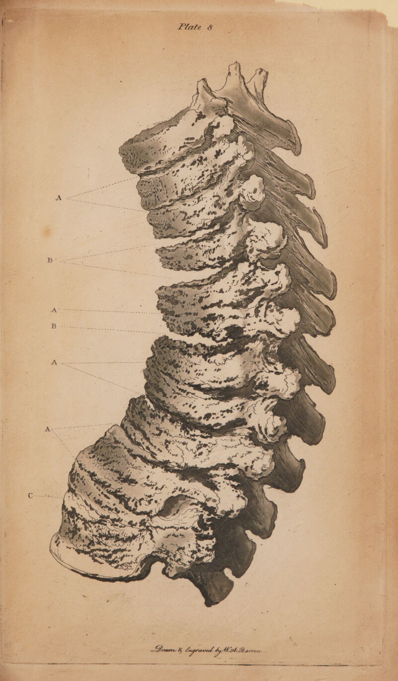= ant ‘ es ¥. < ne ET CE a St ee eS pd Se ~ Plate 8 # . - . ’ c! t > yt ‘ H ; ‘ ee PROTO eee Se rn te _ err ark ce