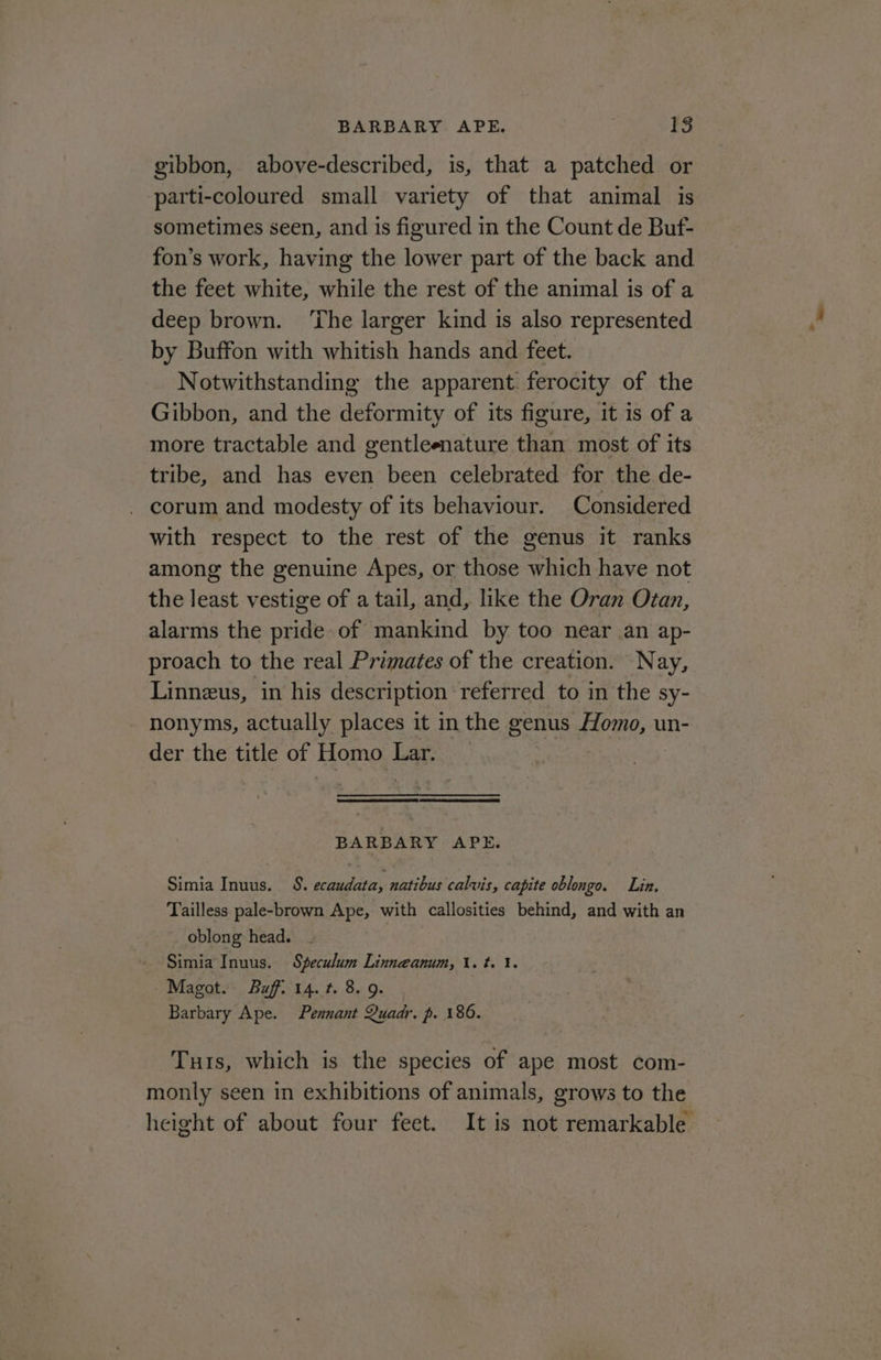 BARBARY APE. 18 gibbon, above-described, is, that a patched or parti-coloured small variety of that animal is sometimes seen, and is figured in the Count de Buf- fon’s work, having the lower part of the back and the feet white, while the rest of the animal is of a deep brown. ‘The larger kind is also represented by Buffon with whitish hands and feet. Notwithstanding the apparent ferocity of the Gibbon, and the deformity of its figure, it is of a more tractable and gentleenature than most of its tribe, and has even been celebrated for the de- - corum and modesty of its behaviour. Considered with respect to the rest of the genus it ranks among the genuine Apes, or those which have not the least vestige of a tail, and, like the Oran Otan, alarms the pride of mankind by too near an ap- proach to the real Primates of the creation. Nay, Linneus, in his description referred to in the sy- nonyms, actually places it in the genus Homo, un- der the title of Homo Lar. BARBARY APE. Simia Inuus. 8. ecaudata, natibus calvis, capite oblongo. Lin. Tailless pale-brown Ape, with callosities behind, and with an oblong head. Simia Inuus. Speculum Linneanum, \. t. 1. Magot. Buff. 14. t. 8. 9. | Barbary Ape. Pennant Quadr. p. 186. Turs, which is the species of ape most com- monly seen in exhibitions of animals, grows to the height of about four feet. It is not remarkable