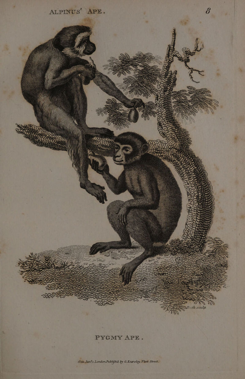 IN h x culp. PYGMY APE. 1800 Jan?1 London. Publifhd. hy Kearsley, Fleet Street.