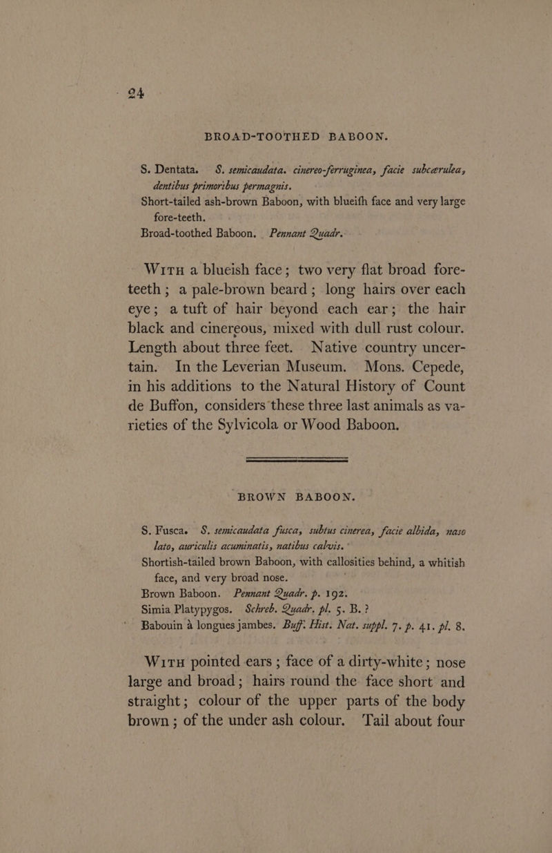 BROAD-TOOTHED BABOON. S. Dentata. 8. semicaudata. cinereo-ferruginea, facie subcerulea, dentibus primoribus permagnis. Short-tailed ash-brown Baboon, with blueifh face and very large fore-teeth. Broad-toothed Baboon. Pennant Quadr. Wits a blueish face; two very flat broad fore- teeth ; a pale-brown beard ; long hairs over each eye; atuft of hair beyond each ear; the hair black and cinereous, mixed with dull rust colour. Length about three feet. Native country uncer- tain. In the Leverian Museum. Mons. Cepede, in his additions to the Natural History of Count de Buffon, considers these three last animals as va- rieties of the Sylvicola or Wood Baboon. “BROWN BABOON. S. Fuscae S. semicaudata fusca, subtus cinerea, facie albida, naso lato, auriculis acuminatis, natibus calvis. ' Shortish-tailed brown Baboon, with callosities behind, a whitish face, and very broad nose. Brown Baboon. Pennant Quadr. p. 192. Simia Platypygos. Schreb. Quadr. pl. 5. B.? Babouin a longues jambes. Buf Hist. Nat. suppl. 7. p. 41. pl. 8. WirTu pointed ears ; face of a dirty-white ; nose large and broad; hairs round the face short and straight; colour of the upper parts of the body brown; of the under ash colour. Tail about four