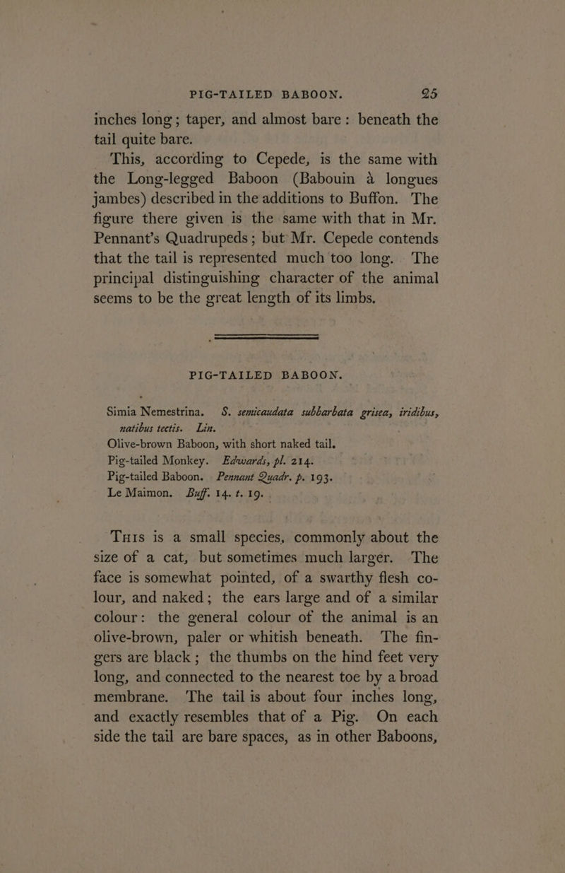 inches long; taper, and almost bare: beneath the tail quite bare. This, according to Cepede, is the same with the Long-legged Baboon (Babouin a longues jambes) described in the additions to Buffon. The figure there given is the same with that in Mr. Pennant’s Quadrupeds ; but Mr. Cepede contends that the tail is represented much too long. The principal distinguishing character of the animal seems to be the great length of its limbs, PIG-TAILED BABOON. Simia Nemestrina. 8. semicaudata subbarbata grisea, iridibus, natibus tectis. Lin. Olive-brown Baboon, with short naked tail. Pig-tailed Monkey. Edwards, pl. 214. Pig-tailed Baboon. Pennant Quadr. p. 193. Le Maimon. Buff. 14. t. 19. . Tus is a small species, commonly about the size of a cat, but sometimes much larger. The face is somewhat pointed, of a swarthy flesh co- lour, and naked; the ears large and of a similar colour: the general colour of the animal is an olive-brown, paler or whitish beneath. The fin- gers are black; the thumbs on the hind feet very long, and connected to the nearest toe by a broad membrane. ‘The tail is about four inches lone, and exactly resembles that of a Pig. On each side the tail are bare spaces, as in other Baboons,