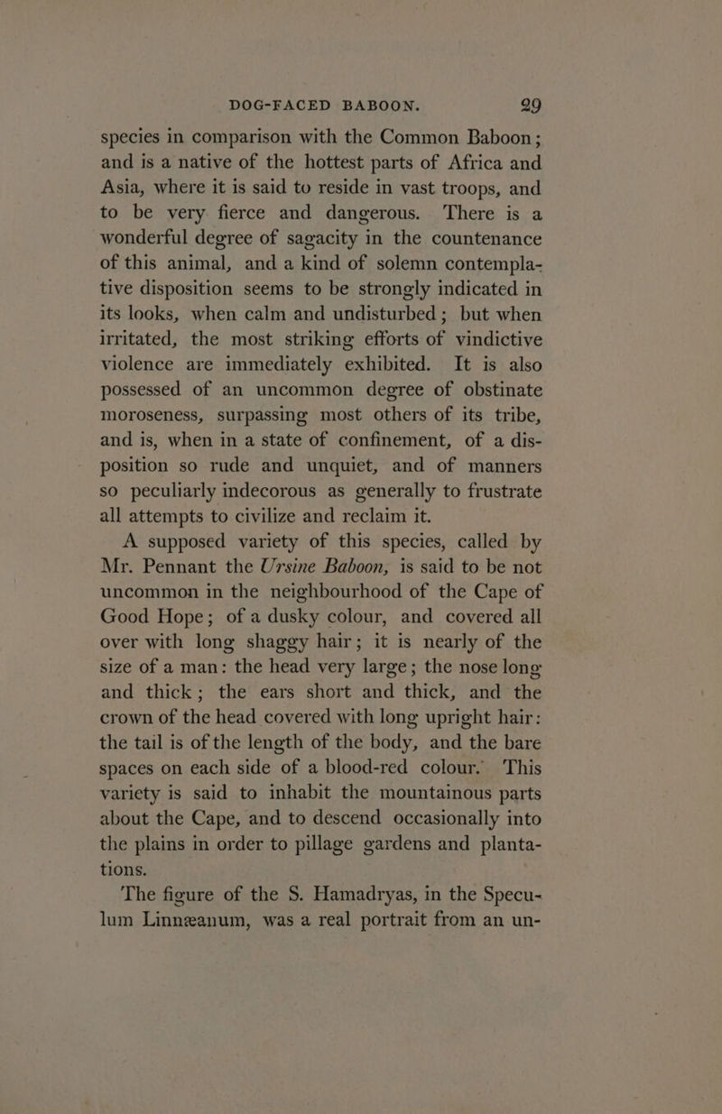 species in comparison with the Common Baboon; and is a native of the hottest parts of Africa and Asia, where it is said to reside in vast troops, and to be very fierce and dangerous. There is a wonderful degree of sagacity in the countenance of this animal, and a kind of solemn contempla- tive disposition seems to be strongly indicated in its looks, when calm and undisturbed; but when irritated, the most striking efforts of vindictive violence are immediately exhibited. It is also possessed of an uncommon degree of obstinate moroseness, surpassing most others of its tribe, and is, when in a state of confinement, of a dis- position so rude and unquiet, and of manners so peculiarly indecorous as generally to frustrate all attempts to civilize and reclaim it. A supposed variety of this species, called by Mr. Pennant the Ursine Baboon, is said to be not uncommon in the neighbourhood of the Cape of Good Hope; of a dusky colour, and covered all over with long shaggy hair; it is nearly of the size of a man: the head very large; the nose long and thick; the ears short and thick, and the crown of the head covered with long upright hair: the tail is of the length of the body, and the bare spaces on each side of a blood-red colour. This variety is said to inhabit the mountainous parts about the Cape, and to descend occasionally into the plains in order to pillage gardens and planta- tions. The figure of the $8. Hamadryas, in the Specu- lum Linneanum, was a real portrait from an un-