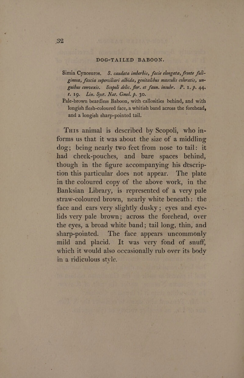 ce.) rs DOG-TAILED BABOON. Simia Cynosuros. 8. caudata imberbis, facie elongata, fronte fuli- ginosa, fascia superciliari albida, genitalibus mascults coloratis, un- guibus convexis. Scopoli delic. flor. et faun. insubr. P. 1. p. 4s t. 19. Lin. Syst. Nat. Gmel. p. 30. Pale-brown beardless Baboon, with callosities behind, and with longish flesh-coloured face, a whitish band across the forehead, and a longish sharp-pointed tail. Tuts animal is described by Scopoli, who in- forms us that it was about the size of a middling dog; being nearly two feet from nose to tail: it had cheek-pouches, and bare spaces _ behind, though in the figure accompanying his descrip- tion this particular does not appear. ‘The plate. in the coloured copy of the above work, in the Banksian Library, is represented of a very pale straw-coloured brown, nearly white beneath: the. face and ears very slightly dusky; eyes and eye- lids very pale brown; across the forehead, over the eyes, a broad white band; tail long, thin, and sharp-pointed. The face appears uncommonly mild and placid. It was very fond of snuff, which it would also occasionally rub over its body in a ridiculous style.
