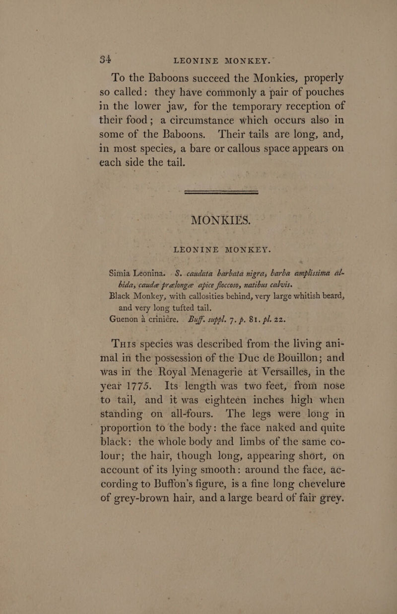 To the Baboons succeed the Monkies, properly so called: they have commonly a pair of pouches in the lower jaw, for the temporary reception of their food; a circumstance which occurs also in some of the Baboons. Their tails are long, and, in most species, a bare or callous space appears on each side the tail. MONKIES. LEONINE MONKEY. Simia Leonina. . 8. caudata barbata nigra; barba amplissima al- bida, caude prelonge apice floccoso, natibus calvis. _ Black Monkey, with callosities behind, very large whitish beard, and yery long tufted tail. Guenon a crinicre. Buff. suppl. 7. p. 81. pl. 22. Tuts species was described from the living ani- mal in the possession of the Duc de Bouillon; and was in the Royal Menagerie at Versailles, in the year 1775. Its length was two feet, from nose to tail, and it was eighteen inches high when standing on all-fours. ‘The legs were long in proportion to the body: the face naked and quite black: the whole body and limbs of the same co- lour; the hair, though long, appearing short, on account of its lying smooth: around the face, ac- cording to Buffon’s figure, is a fine long chevelure of grey-brown hair, and a large beard of fair grey.