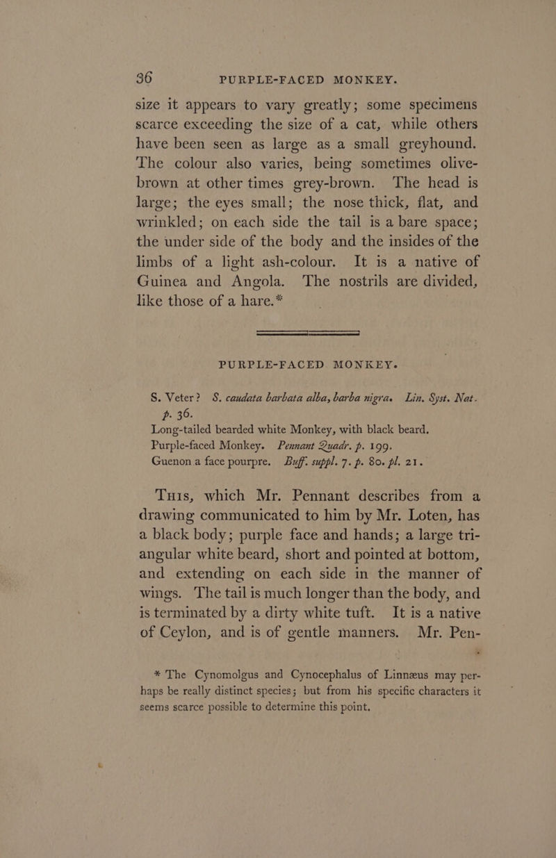 size it appears to vary greatly; some specimens scarce exceeding the size of a cat, while others have been seen as large as a small greyhound. The colour also varies, being sometimes olive- brown at other times grey-brown. The head is large; the eyes small; the nose thick, flat, and wrinkled; on each side the tail is a bare space; the under side of the body and the insides of the limbs of a light ash-colour. It is a native of Guinea and Angola. The nostrils are divided, like those of a hare.* | PURPLE-FACED. MONKEY. S. Veter? 8S. caudata barbata alba, barba nigra. Lin. Syst. Nat. p. 36. Long-tailed bearded white Monkey, with black beard. Purple-faced Monkey. Pennant Quadr. p. 199. Guenon a face pourpre. Buff. suppl. 7. p. 80. pl. 21. Tuis, which Mr. Pennant describes from a drawing communicated to him by Mr. Loten, has a black body; purple face and hands; a large tri- angular white beard, short and pointed at bottom, and extending on each side in the manner of wings. The tail is much longer than the body, and is terminated by a dirty white tuft. It is a native of Ceylon, and is of gentle manners. Mr. Pen- * The Cynomolgus and Cynocephalus of Linnaeus may per- haps be really distinct species; but from his specific characters it seems scarce possible to determine this point.