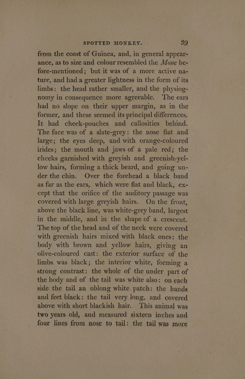 from the coast of Guinea, and, in general appear- ance, as to size and colour resembled the Aone be-' fore-mentioned; but it was of a more active na- ture, and had a greater lightness in the form of its limbs: the head rather smaller, and the physiog- nomy in consequence more agreeable. ‘The ears had no slope on their upper margin, as in the former, and these seemed its principal differences. It had cheek-pouches and callosities behind. The face was of a slate-grey: the nose flat and large; the eyes deep, and with orange-coloured irides; the mouth and jaws of a pale red; the cheeks garnished with greyish and greenish-yel- low hairs, forming a thick beard, and going un- der the chin. Over the forehead a black band as far as the ears, which were flat and black, ex- cept that the orifice of the auditory passage was covered with large greyish hairs. On the front, above the black line, was white-grey band, largest in the middle, and in the shape of a crescent. The top of the head and of the neck were covered with greenish hairs mixed with black ones: the body with brown and yellow hairs, giving an olive-coloured cast: the exterior surface of the limbs, was black; the interior white, forming a strong contrast: the whole of the under part of the body and of the tail was white also: on each side the tail an oblong white patch: the hands and feet black: the tail very long, and covered above with short blackish hair. ‘This animal was two years old, and measured sixteen inches and four lines from nose to tail: the tail was more