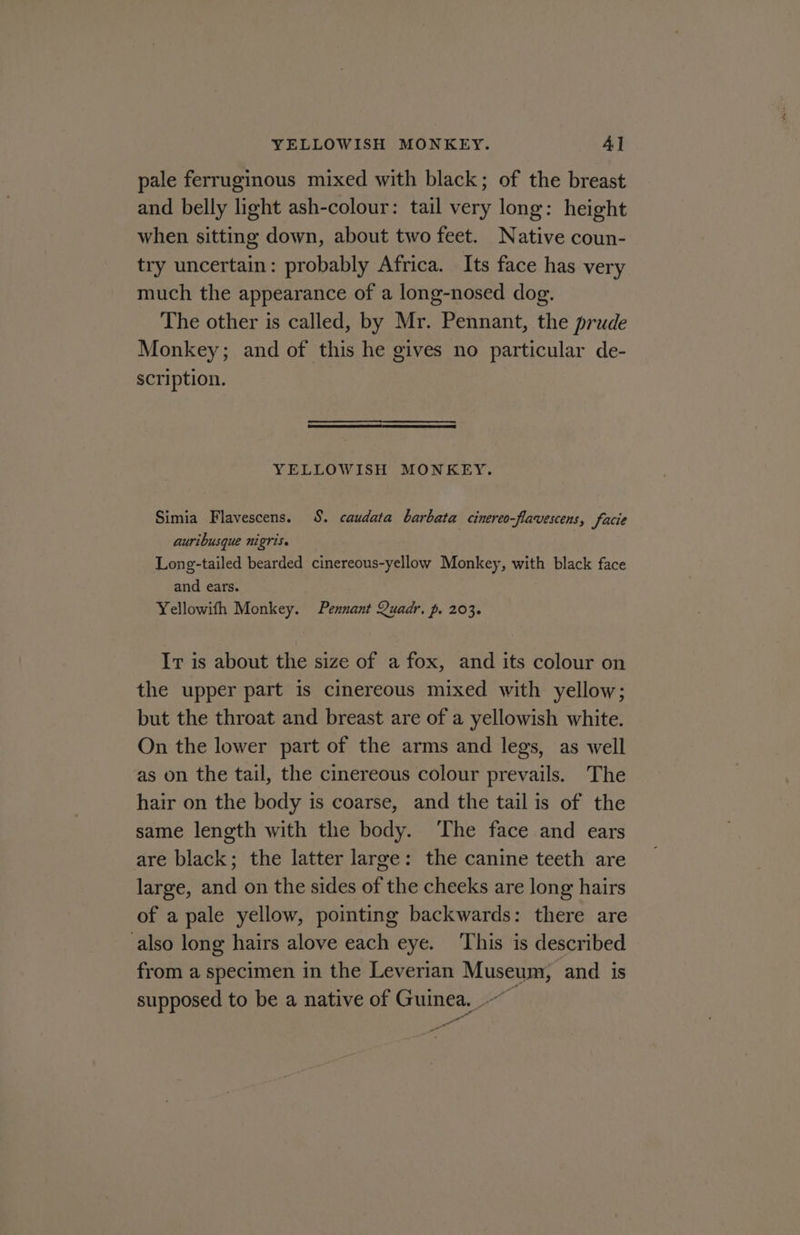 YELLOWISH MONKEY. 4] pale ferruginous mixed with black; of the breast and belly light ash-colour: tail very long: height when sitting down, about two feet. Native coun- try uncertain: probably Africa. Its face has very much the appearance of a long-nosed dog. The other is called, by Mr. Pennant, the prude Monkey; and of this he gives no particular de- scription. YELLOWISH MONKEY. Simia Flavescens. $. caudata barbata cinereo-flavescens, facie auribusque nigris. Long-tailed bearded cinereous-yellow Monkey, with black face and ears. Yellowifh Monkey. Pennant Quadr. p. 203. Ir is about the size of a fox, and its colour on the upper part is cinereous mixed with yellow; but the throat and breast are of a yellowish white. On the lower part of the arms and legs, as well as on the tail, the cinereous colour prevails. The hair on the body is coarse, and the tail is of the same length with the body. ‘The face and ears are black; the latter large: the canine teeth are large, and on the sides of the cheeks are long hairs of a pale yellow, pointing backwards: there are also long hairs alove each eye. This is described from a specimen in the Leverian Museum; and is supposed to be a native of Guinea. — 4 a Poa
