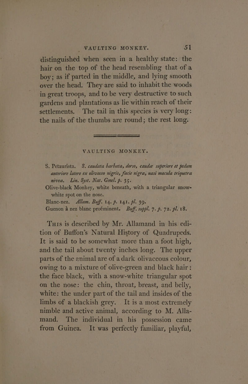 distinguished when seen in a healthy state: the hair on the top of the head resembling that of a boy; as if parted in the middle, and lying smooth over the head. They are said to inhabit the woods in great troops, and to be very destructive to such gardens and plantations as lie within reach of their settlements. The tail in this species is very long: the nails of the thumbs are round; the rest long. VAULTING MONKEY. S. Petaurista. 8. caudata barbata, dorso, caude superiore et pedum anteriore latere ex olivaceo nigris, facie nigra, nasi macula triquetra nivea. Lin, Syst. Nat. Gmel. p. 35. Olive-black Monkey, white beneath, with a triangular snow- white spot on the nose. Blanc-nez. Allam. Buff. 14. p. 141. pl. 39. Guenon 4 nez blanc proéminent. Buff. suppl. 7. p. 72. pl. 18. Tuts is described by Mr. Allamand in his. edi- tion of Buffon’s Natural History of Quadrupeds. It is said to be somewhat more than a foot high, and the tail about twenty inches long. The upper parts of the animal are of adark olivaceous colour, owing to a mixture of olive-green and black hair : the face black, with a snow-white triangular spot on the nose: the chin, throat, breast, and belly, white: the under part of the tail and insides of the limbs of a blackish grey. . It is a most extremely nimble and active animal, according to M. Alla- mand. The individual in his possession came from Guinea. It was perfectly familiar, playful,
