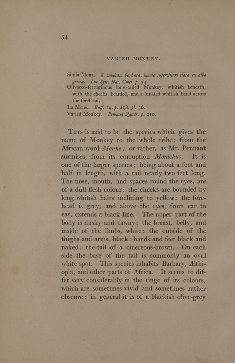 VARIED MONKEY. Simia Mona. 8. caudata barbata, lunula superciliari elata ex albo grisea. Lin. Syst. Nat. Gmel. p. 34. . Olivaceo-ferruginous long-tailed Monkey, whitish beneath, with the cheeks bearded, and a lunated whitish band across the forehead. La Mone. Buff. 14. p. 258. pl. 36. Varied Monkey. Pennant Quadr. p. 210. Tuts is said to be the species which gives the name of Monkey to the whole tribe: from the African word Monne; or rather, as Mr. Pennant surmises, from its corruption JMonichus. It is one of the larger species ; being about a foot and half in length, with a tail nearly two feet long. The nose, mouth, and spaces round the eyes, are of a dull flesh colour: the cheeks are bounded by long whitish hairs inclining to yellow: the fore- head is grey, and above the eyes, from ear to ear, extends a black line. The upper part of the body is dusky and tawny; the breast, belly, and inside of the limbs, white: the outside of the thighs andiarms,. black: hands and feet black and naked: the tail of a cinereous-brown. On each side the base of the tail is commonly an oval white spot. This species inhabits Barbary, A¢thi- opia, and other parts of Africa. It seems to dif- fer very considerably in the tinge of its colours, which are sometimes vivid and sometimes rather obscure: in general it is of a blackish olive-grey