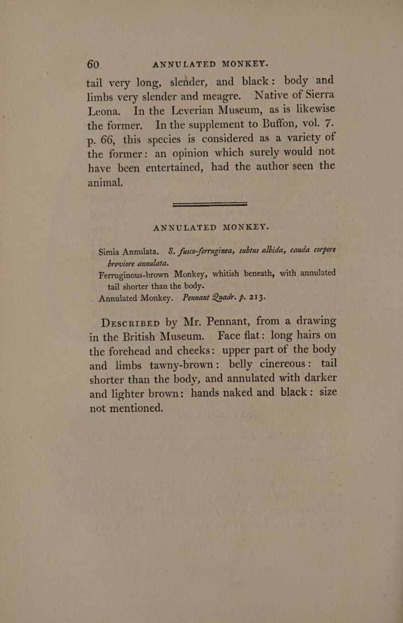 tail very long, slender, and black: body and limbs very slender and meagre. Native of Sierra Leona. In the Leverian Museum, as is likewise the former. Inthe supplement to Buffon, vol. 7. p. 66, this species is considered as a variety of the former: an opinion which surely would not have been entertained, had the author seen the animal. ANNULATED MONKEY. Simia Annulata. S. fusco-ferruginea, subtus albida, cauda corpore breviore annulata. Ferruginous-brown Monkey, whitish beneath, with annulated tail shorter than the body. _ Annulated Monkey. Pennant Quadr. p. 213. Descrisep by Mr. Pennant, from a drawing in the British Museum. Face flat: long hairs on the forehead and cheeks: upper part of the body and limbs tawny-brown: belly cinereous: tail shorter than the body, and annulated with darker and lighter brown: hands naked and black: size not mentioned.