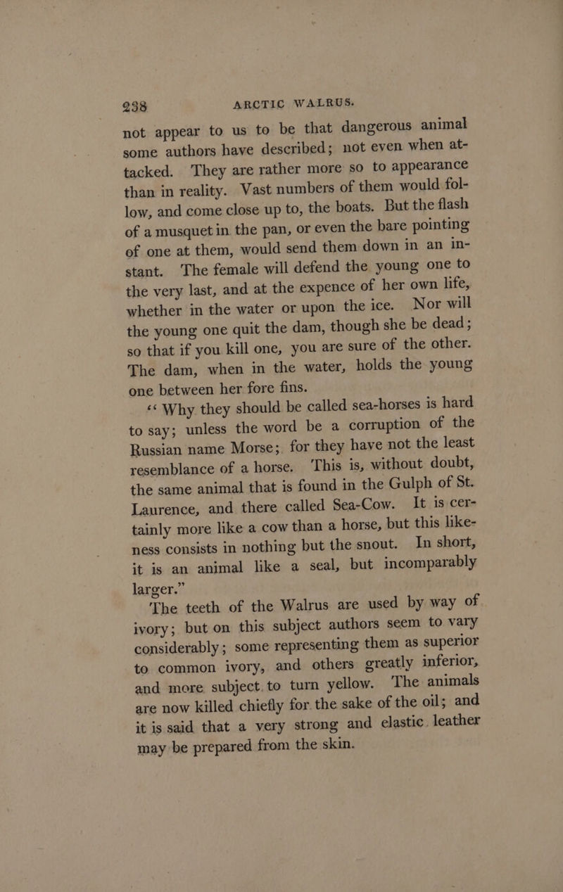 not appear to us to be that dangerous animal some authors have described; not even when at- tacked. They are rather more so to appearance than in reality. Vast numbers of them would fol- low, and come close up to, the boats. But the flash of a musquet in the pan, or even the bare pointing of one at them, would send them down in an in- stant. ‘The female will defend the young one to the very last, and at the expence of her own life, whether in the water or upon the ice. Nor will the young one quit the dam, though she be dead ; so that if you kill one, you are sure of the other. The dam, when in the water, holds the young one between her fore fins. ‘¢ Why they should be called sea-horses is hard to say; unless the word be a corruption of the Russian name Morse;. for they have not the least resemblance of a horse. ‘This is, without doubt, the same animal that is found in the Gulph of St. Laurence, and there called Sea-Cow. It is cer- tainly more like a cow than a horse, but this like- ness consists in nothing but the snout. In short, it is an animal like a seal, but incomparably larger.” The teeth of the Walrus are used by way of ivory; but on this subject authors seem to vary considerably ; some representing them as superior to common ivory, and others greatly inferior, and more. subject.to turn yellow. The animals are now killed chiefly for. the sake of the oil; and it is said that a very strong and elastic. leather may be prepared from the skin.