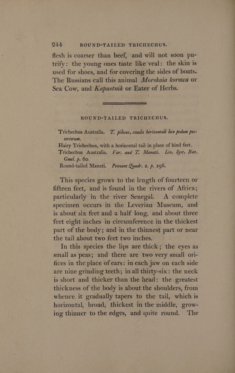 flesh is coarser than beef, and will not soon pu- trify: the young ones taste like veal: the skin is used for shoes, and for covering the sides of boats. The Russians call this animal Morskaia korowa or Sea Cow, and Kapustnik or Eater of Herbs. ROUND-TAILED TRICHECHUS. Trichechus Australis. 7: pilosus, cauda horizontali loco pedum pos- teriorum. Hairy Trichechus, with a horizontal tail in place of hind feet. Trichechus Australis. Var. and T:; Manati. Lin. Syst. Nat. Gmel. p. 60. Round-tailed Manati. Pennant Quadr. 2. p. 296. This species grows to the length of fourteen or fifteen feet, and is found in the rivers of Africa; particularly in the river Senegal. A complete specimen occurs in the Leverian Museum, and is about six feet and a half long, and about three feet eight inches in circumference in the thickest part of the body; and in the thinnest part or near the tail about two feet two inches. In this species the lips are thick; the eyes as small as peas; and there are two very small ori- fices in the place of ears: in each jaw on each side are nine grinding teeth; in all thirty-six: the neck is short and thicker than the head: the greatest thickness of the body is about the shoulders, from whence, it gradually tapers to the tail, which is horizontal, broad, thickest in the middle, grow- ing thinner to the edges, and quite round. ‘The