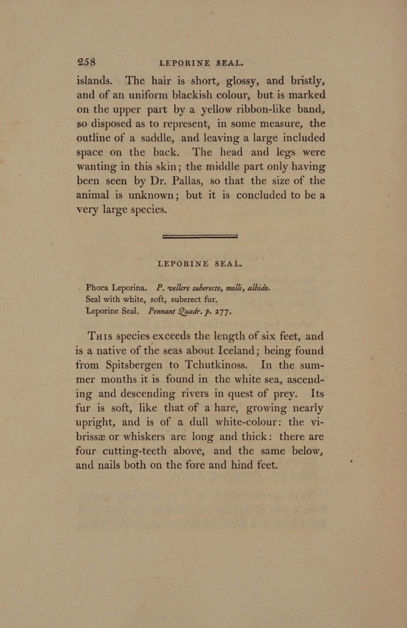 253 LEPORINE SEAL. islands. ‘The hair is short, glossy, and bristly, and of an uniform blackish colour, but is marked on the upper part by a yellow ribbon-like band, so disposed as to represent, in some measure, the outline of a saddle, and leaving a large included space on the back. The head and legs were wanting in this skin; the middle part only having been seen by Dr. Pallas, so that the size of the animal is unknown; but it is concluded to be a very large species. LEPORINE SEAL. - Phoca Leporina. P. vellere suberecto, molli, albido. Seal with white, soft, suberect fur. Leporine Seal. Pennant Quadr. p. 277. Tus species exceeds the length of six feet, and is a native of the seas about Iceland; being found from Spitsbergen to Tchutkinoss. In the sum- mer months it is found in the white sea, ascend- ing and descending rivers in quest of prey. Its fur is soft, like that of a hare, growing nearly upright, and is of a dull white-colour: the vi- brisse or whiskers are long and thick: there are four cutting-teeth above, and the same below, and nails both on the fore and hind feet.