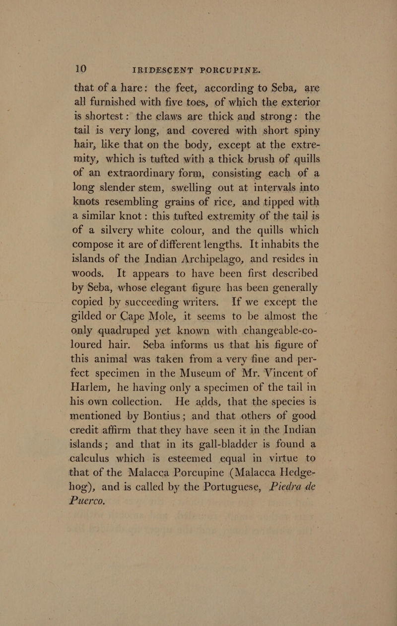 that of a hare: the feet, according to Seba, are all furnished with five toes, of which the exterior is shortest: the claws are thick and strong: the tail is very long, and covered with short spiny hair, like that on the body, except at the extre- mity, which is tufted with a thick brush of quills of an extraordinary form, consisting each of a long slender stem, swelling out at intervals into knots resembling grains of rice, and tipped with a similar knot: this tufted extremity of the tail is of a silvery white colour, and the quills which compose it are of different lengths. It inhabits the islands of the Indian Archipelago, and resides in woods. It appears to have been first described by Seba, whose elegant figure has been generally copied by succeeding writers. If we except the gilded or Cape Mole, it seems to be almost the | only quadruped yet known with changeable-co- loured hair. Seba informs us that his figure of this animal was taken from a very fine and per- fect specimen in the Museum of Mr. Vincent of Harlem, he having only a specimen of the tail in his own collection. He adds, that the species is mentioned by Bontius; and that others of good credit affirm that they have seen it in the Indian islands; and that in its gall-bladder is found a calculus which is esteemed equal in virtue to that of the Malacca Porcupine (Malacca Hedge- hog), and is called by the Portuguese, Piedra de Puerco,