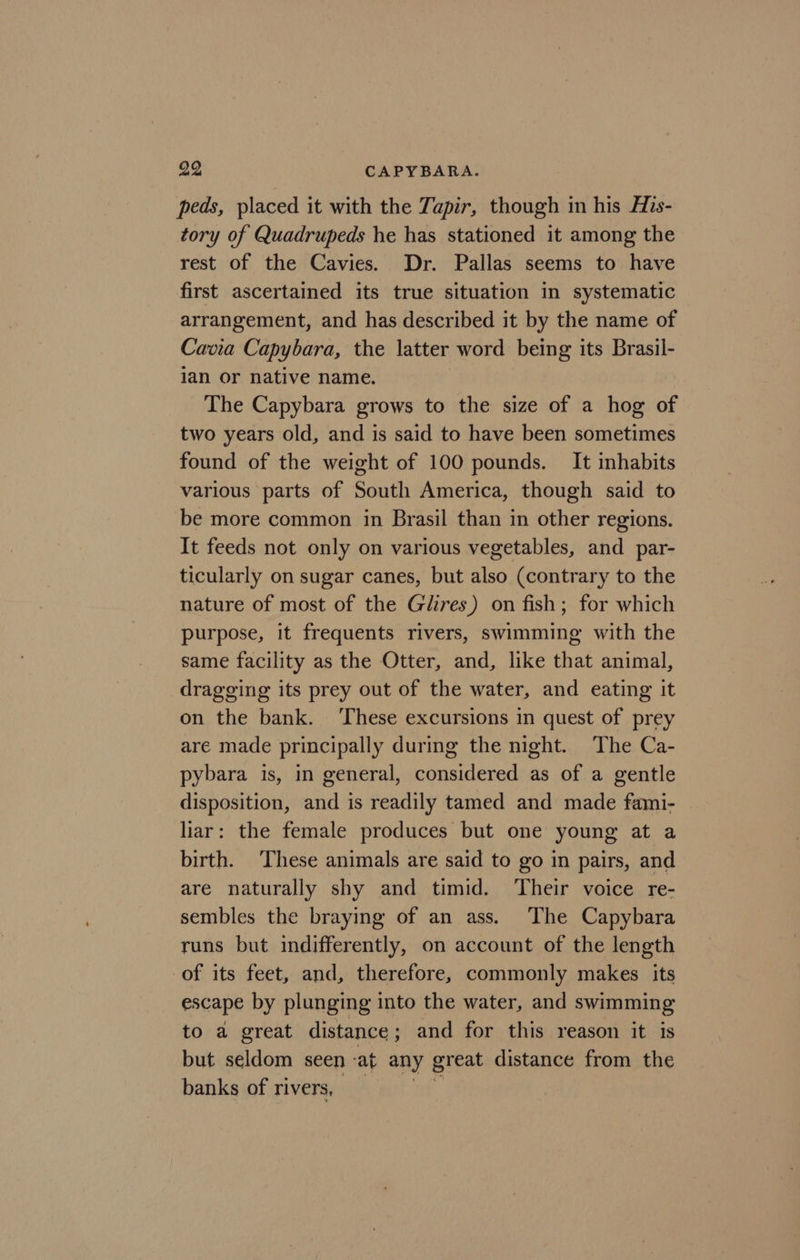 peds, placed it with the Tapir, though in his His- tory of Quadrupeds he has stationed it among the rest of the Cavies. Dr. Pallas seems to have first ascertained its true situation in systematic arrangement, and has described it by the name of Cavia Capybara, the latter word being its Brasil- ian or native name. The Capybara grows to the size of a hog of two years old, and is said to have been sometimes found of the weight of 100 pounds. It inhabits various parts of South America, though said to be more common in Brasil than in other regions. It feeds not only on various vegetables, and par- ticularly on sugar canes, but also (contrary to the nature of most of the Glires) on fish; for which purpose, it frequents rivers, swimming with the same facility as the Otter, and, like that animal, dragging its prey out of the water, and eating it on the bank. ‘These excursions in quest of prey are made principally during the night. The Ca- pybara is, in general, considered as of a gentle disposition, and is readily tamed and made fami- liar: the female produces but one young at a birth. These animals are said to go in pairs, and are naturally shy and timid. ‘Their voice re- sembles the braying of an ass. The Capybara runs but indifferently, on account of the length of its feet, and, therefore, commonly makes its escape by plunging into the water, and swimming to a great distance ; and for this reason it is but seldom seen at any great distance from the banks of rivers,