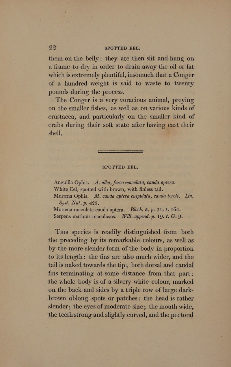 99. SPOTTED EEL. them on the belly: they are then slit and hung on a frame to dry in order to drain away the oil or fat which is extremely plentiful, insomuch that a Conger of a hundred weight is said to waste to twenty pounds during the process. The Conger is a very voracious animal, preying on the smaller fishes, as well as on various kinds of crustacea, and particularly on the smaller kind of crabs during their soft state after having cast their shell. SPOTTED EEL. Anguilla Ophis. A. alba, fusco maculata, cauda aptera. White Eel, spotted with brown, with finless tail. Murzna Ophis. MM. cauda aptera cusydata, cauda tereti. Lin, Syst. Nat. p. 425, Mureena maculata cauda aptera. Bloch. 5. p. 31. t. 164. Serpens marinus maculosus. Wall. append. p. 19. t. G. 9. Tus species is readily distinguished from both the preceding by its remarkable colours, as well as by the more slender form of the body in proportion to its length: the fins are also much wider, and the tail is naked towards the tip; both dorsal and caudal fins terminating at some distance from that part : _ the whole body is of a silvery white colour, marked on the back and sides by a triple row of large dark- ‘brown oblong spots or patches: the head is rather slender; the eyes of moderate size; the mouth wide, the teeth strong and slightly curved, and the pectoral