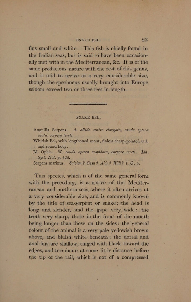 fins small and white. This fish is chiefly found in the Indian seas, but is said to have been occasion- ally met with in the Mediterranean, &amp;c. It is of the same predacious nature with the rest of this genus, and is said to arrive at a very considerable size, though the specimens usually brought into Europe seldom exceed two or three feet in length. SNAKE EEL. Anguilla Serpens. 4. albida rostro elongato, cauda aptera acuta, corpore terett. Whitish Eel, with lengthened snout, finless sharp-pointed tail, . and round body. M. Ophis. -M. cauda aptera cuspidata, corpore tereti. Lin. Syst. Nat. p. 425. | Serpens marinus. Salvian? Gesn? Aldr? Will? t. G. 4. Tuts species, which is of the same general form. with the preceding, is a native of the Mediter- ranean and northern seas, where it often arrives at a very considerable size, and is commonly known by the title of sea-serpent or snake: the head is long and slender, and the gape very wide: the teeth very sharp, those in the front of the mouth being longer than those on the sides: the general colour of the animal is a very pale yellowish brown above, and bluish white beneath: the dorsal and anal fins are shallow, tinged with black toward the edges, and terminate at some little distance before the tip of the tail, which is not of a compressed