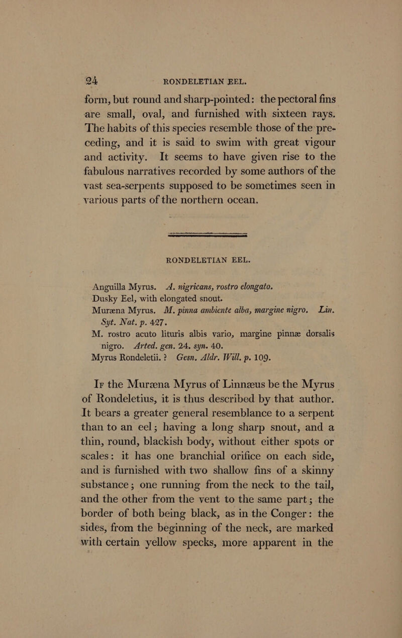 D4, RONDELETIAN EEL. form, but round and sharp-pointed: the pectoral fins are small, oval, and furnished with sixteen rays. The habits of this species resemble those of the pre- ceding, and it is said to swim with great vigour and activity. It seems to have given rise to the fabulous narratives recorded by some authors of the vast sea-serpents supposed to be sometimes seen in various parts of the northern ocean. RONDELETIAN EEL. Anguilla Myrus. 4. nigricans, rostro elongato. Dusky Eel, with elongated snout. Murena Myrus. M. pinna ambiente alba, margine mgro. Lin. Syt. Nat. p. 427. M. rostro acuto lituris albis vario, margine pinne dorsalis nigro. &lt;Arted. gen. 24. syn. 40. Myrus Rondeletii.? Gesn, Aldr. Will. p. 109. Ir the Murzena Myrus of Linnzeus be the Myrus of Rondeletius, it is thus described by that author. It bears a greater general resemblance to a serpent than to an eel; having a long sharp snout, and a thin, round, blackish body, without either spots or scales: it has one branchial orifice on each side, and is furnished with two shallow fins of a skinny substance ; one running from the neck to the tail, and the other from the vent to the same part; the border of both being black, as in the Conger: the sides, from the beginning of the neck, are marked with certain yellow specks, more apparent in the