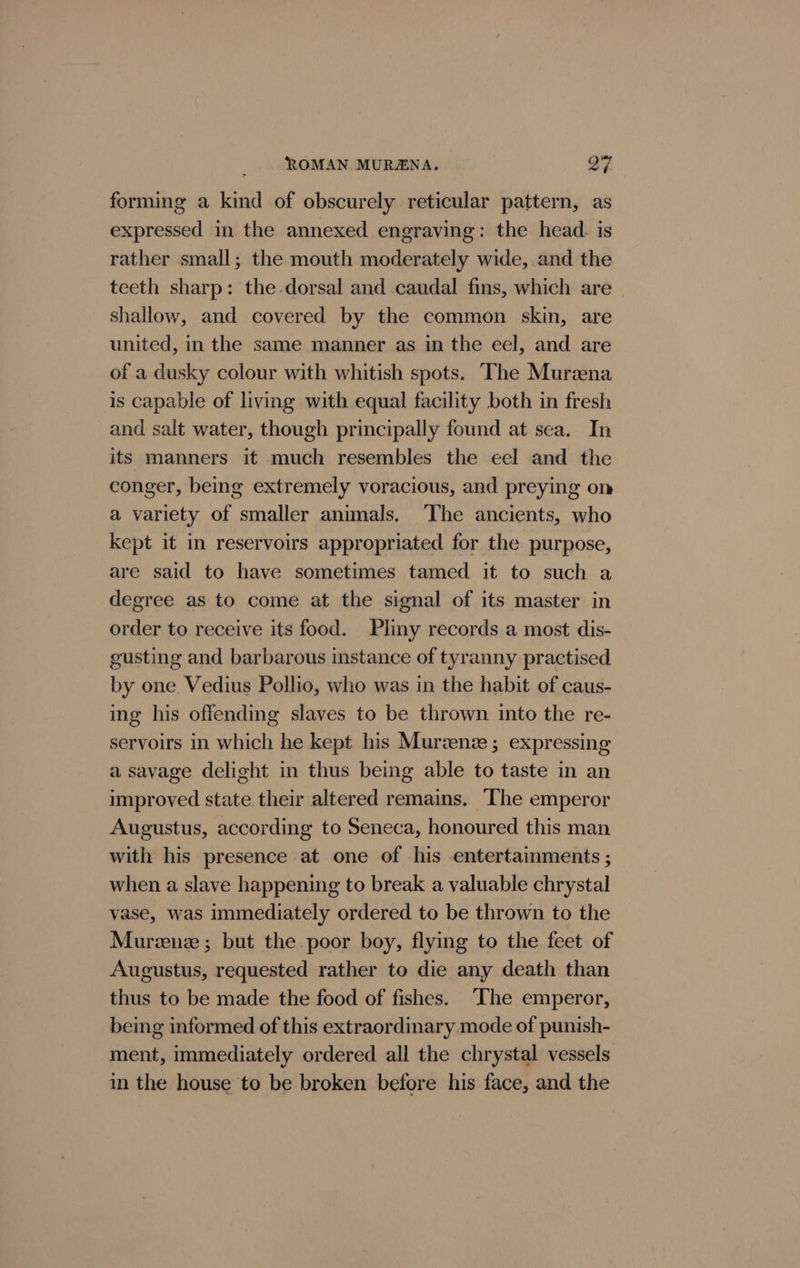 ROMAN MURZENA. Oy forming a kind of obscurely reticular pattern, as expressed in the annexed engraving: the head. is rather small; the mouth moderately wide, and the teeth sharp: the.dorsal and caudal fins, which are shallow, and covered by the common skin, are united, in the same manner as in the eel, and are of a dusky colour with whitish spots. The Murzna is capable of living with equal facility both in fresh and salt water, though principally found at sea. In its manners it much resembles the eel and the conger, being extremely voracious, and preying om a variety of smaller animals. The ancients, who kept it in reservoirs appropriated for the purpose, are said to have sometimes tamed it to such a degree as to come at the signal of its master in order to receive its food. Pliny records a most dis- gusting and barbarous instance of tyranny practised by one. Vedius Pollio, who was in the habit of caus- ing his offending slaves to be thrown into the re- servoirs in which he kept his Murzenie ; expressing a savage delight in thus being able to taste in an improved state their altered remains. The emperor Augustus, according to Seneca, honoured this man with his presence at one of his entertainments ; when a slave happening to break a valuable chrystal vase, was immediately ordered to be thrown to the Murzenz ; but the poor boy, flying to the feet of Augustus, requested rather to die any death than thus to be made the food of fishes. “The emperor, being informed of this extraordinary mode of punish- ment, immediately ordered all the chrystal vessels in the house to be broken before his face, and the