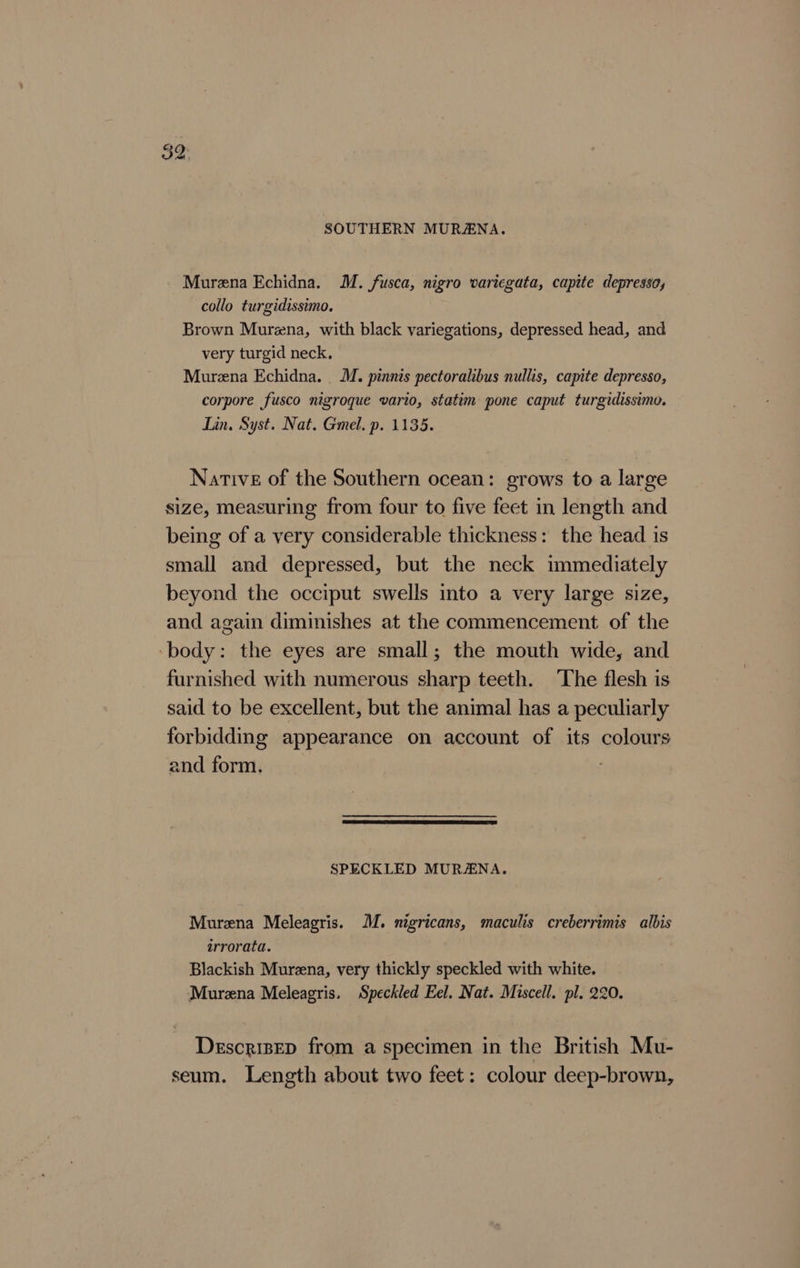 SOUTHERN MURANA. Murena Echidna. M. fusca, nigro variegata, capite depresso, collo turgidissimo. Brown Murena, with black variegations, depressed head, and very turgid neck, Murena Echidna. M. pinnis pectoralibus nullis, capite depresso, corpore fusco nigroque vario, statim pone caput turgidissimo. Lin, Syst. Nat. Gmel. p. 1135. Native of the Southern ocean: grows to a large size, measuring from four to five feet in length and being of a very considerable thickness: the head is small and depressed, but the neck immediately beyond the occiput swells into a very large size, and again diminishes at the commencement of the ‘body: the eyes are small; the mouth wide, and furnished with numerous sharp teeth. The flesh is said to be excellent, but the animal has a peculiarly forbidding appearance on account of its colours and form. SPECKLED MURANA. Murena Meleagris. MM. nigricans, maculis creberrimis albis errorata. Blackish Murena, very thickly speckled with white. Murena Meleagris. Speckled Eel. Nat. Miscell. pl. 220. Descrizep from a specimen in the British Mu- seum. Length about two feet: colour deep-brown,