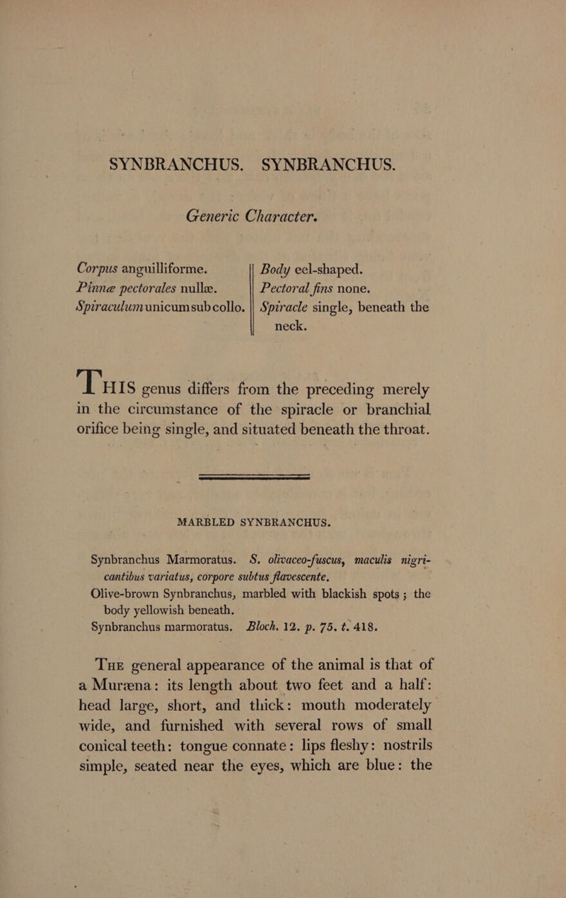 SYNBRANCHUS. SYNBRANCHUS. Generic Character. Corpus anguilliforme. Body eel-shaped. Pime pectorales nulle. Pectoral fins none. Sprraculumunicumsubcollo. || Spiracle single, beneath the neck, Tuts genus differs from the preceding merely in the circumstance of the spiracle or branchial orifice being single, and situated beneath the throat. MARBLED SYNBRANCHUS. Synbranchus Marmoratus. S. olivaceo-fuscus, maculis nigri- cantibus variatus, corpore subtus flavescente, Olive-brown Synbranchus, marbled with blackish spots; the body yellowish beneath. Synbranchus marmoratus. Bloch. 12. p. 75. t. 418. Tue general appearance of the animal is that of a Murzna: its length about two feet and a half: head large, short, and thick: mouth moderately | wide, and furnished with several rows of small conical teeth: tongue connate: lips fleshy: nostrils simple, seated near the eyes, which are blue: the