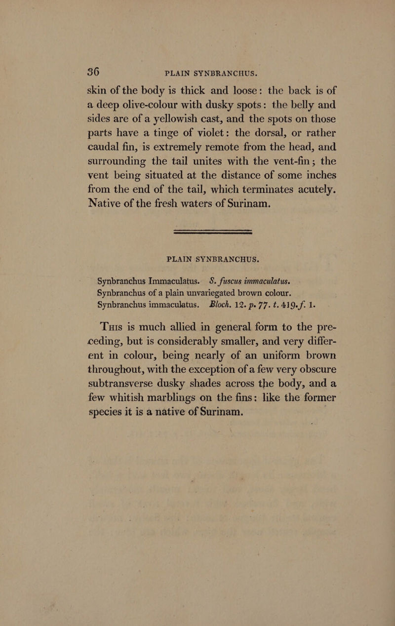 36 PLAIN SYNBRANCHUS. skin of the body is thick and loose: the back is of a deep olive-colour with dusky spots: the belly and sides are of a yellowish cast, and the spots on those parts have a tinge of violet: the dorsal, or rather caudal fin, is extremely remote from the head, and surrounding the tail unites with the vent-fin; the vent being situated at the distance of some inches from the end of the tail, which terminates acutely. Native of the fresh waters of Surinam. PLAIN SYNBRANCHUS. Synbranchus Immaculatus. 8. fuscus immaculatus. Synbranchus of a plain unvariegated brown colour. Synbranchus immaculatus. Bloch. 12. p. 77. t. 419.f. 1. Tus is much allied in general form to the pre- ceding, but is considerably smaller, and very differ- ent in colour, being nearly of an uniform brown throughout, with the exception of a few very obscure subtransverse dusky shades across the body, and a few whitish marblings on the fins: like the former species it is a native of Surinam.