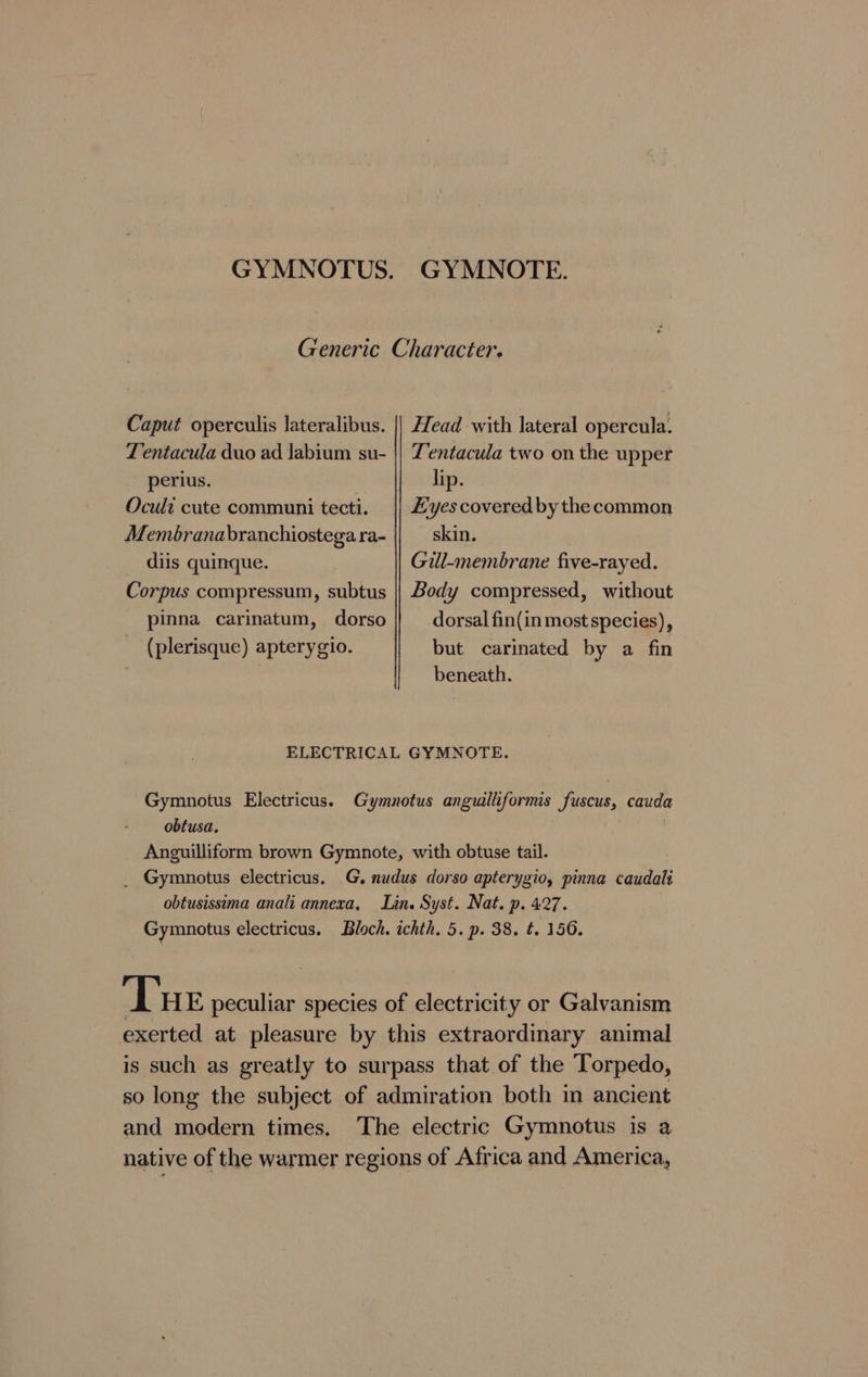 Caput operculis lateralibus. Tentacula duo ad Jabium su- perius. 7 Ocult cute communi tecti. diis quinque. Corpus compressum, subtus pinna carinatum, dorso (plerisque) apterygio. Head with lateral opercula. Tentacula two on the upper lip. yes covered by the common skin. Gill-membrane five-rayed. Body compressed, without dorsal fin(in most species), but carinated by a fin beneath. Gymnotus Electricus. obtusa. _ Gymnotus electricus. obtusissuma anali annexa, Tue peculiar species of electricity or Galvanism exerted at pleasure by this extraordinary animal is such as greatly to surpass that of the Torpedo, so long the subject of admiration both in ancient and modern times. The electric Gymnotus is a native of the warmer regions of Africa and America,