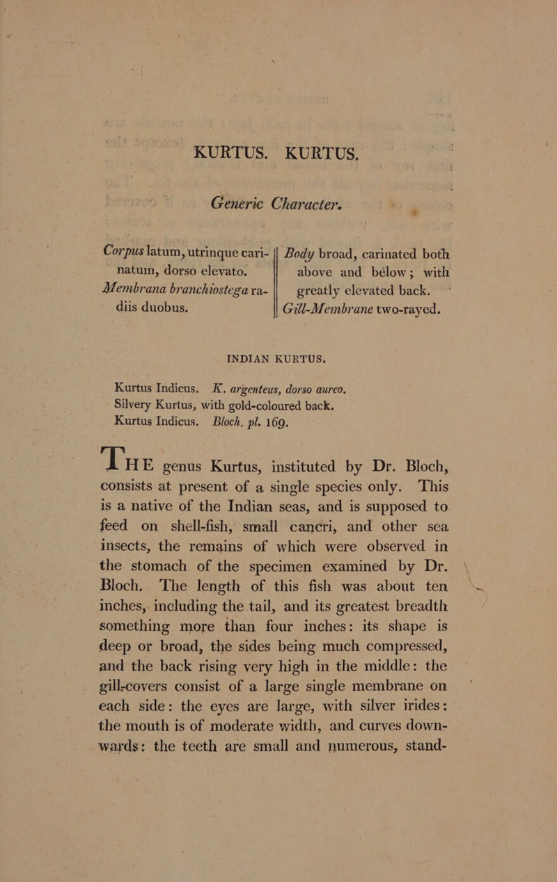 KURTUS. KURTUS. Generic Character. * Corpus latum, utrinque cari- || Body broad, carinated both  natum, dorso elevato. above and bélow; with Membrana branchiostega ra- greatly elevated back. diis duobus. Gill-Membrane two-rayed. INDIAN KURTUS. Kurtus Indicus. K. argenteus, dorso aureo. Silvery Kurtus, with gold-coloured back. Kurtus Indicus. Bloch. pl. 169. Tue genus Kurtus, instituted by Dr. Bloch, consists at present of a single species only. This is a native of the Indian seas, and is supposed to feed on shell-fish, small cancri, and other sea insects, the remains of which were observed in the stomach of the specimen examined by Dr. Bloch, The length of this fish was about ten inches,. including the tail, and its greatest breadth something more than four inches: its shape is deep or broad, the sides being much compressed, and the back rising very high in the middle: the gill-covers consist of a large single membrane on each side: the eyes are large, with silver irides: the mouth is of moderate width, and curves down- wards: the teeth are small and numerous, stand-