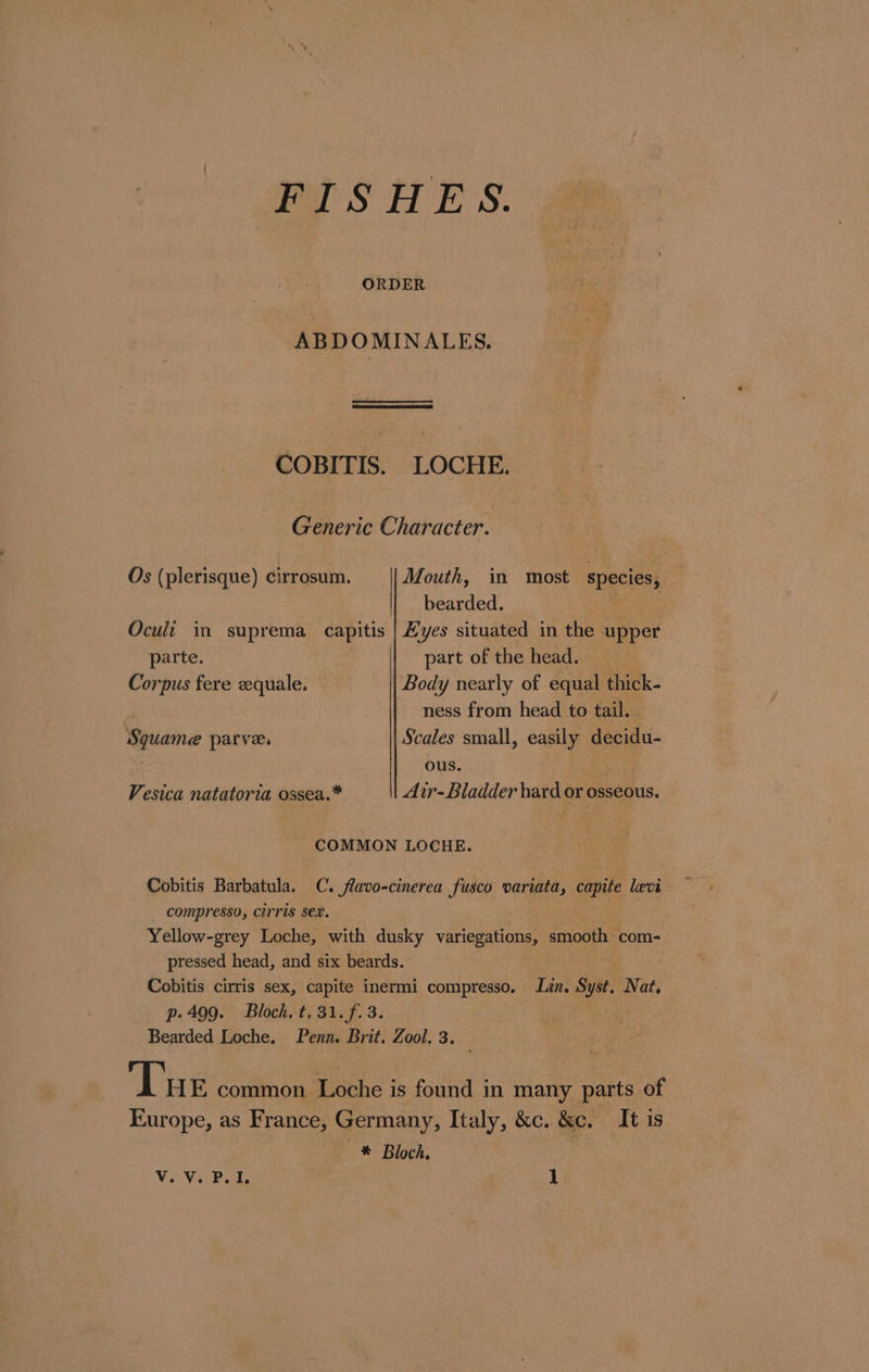 FISHES. ABDOMINALES. COBITIS. LOCHE. Generic Character. Os (plerisque) cirrosum. Mouth, in most species, bearded. Raed, Oculi in suprema capitis | Eyes situated in the upper parte. | part of the head. | Corpus fere quale. Body nearly of equal thick- ness from head to tail. Squame parve. Scales small, easily decidu- ous. Vesica natatoria assex.* Air-Bladder hard or osseous. COMMON LOCHE. Cobitis Barbatula. C. flavo-cinerea fusco variata, capite levi - compresso, cirris sex. Yellow-grey Loche, with dusky variegations, smooth: com- pressed head, and six beards. Cobitis cirris sex, capite inermi compresso. Lin. Syst, Nat, p- 499. Bloch. t, 31. f.3. Bearded Loche. Penn. Brit. Zool. 3. Tue common Loche is found in many parts of Europe, as France, Germany, Italy, &amp;c. &amp;c. It is — * Bloch,