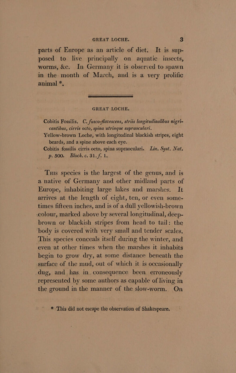parts of Europe as an article of diet. It is sup- posed to live principally on aquatic. imsects, worms, &amp;c. In Germany it is observed to spawn in the. month of March, and is a very prolific animal *, GREAT LOCHE. Cobitis Fossilis. C. fusco-flavescens, striis longitudinalibus nigri- cantibus, cirris octo, spina utrinque supraoculari. Yellow-brown Loche, with longitudinal blackish stripes, eight beards, and a spine above each eye. Cobitis fossilis cirris octo, spina supraoculari. Lin, Syst. Nat, p. 500. Bloch. c. 31. f. 1. Tuis species is the largest of the genus, and is a native of Germany and other midland parts of Europe, inhabiting large lakes and marshes. It arrives at the length of eight, ten, or even some- times fifteen inches, and is of a dull yellowish-brown -colour, marked above by several longitudinal, deep- brown or blackish stripes from head to tail: the body is covered with very small and tender scales. This species conceals itself during the winter, and even at other times when the marshes it inhabits begin to grow dry, at some distance beneath the surface of the mud, out of which it is occasionally _.dug, and has. in, consequence been erroneously represented by some authors as capable of living in the ground in the manner of the slow-worm. On * This did not escape the observation of Shakespeare.