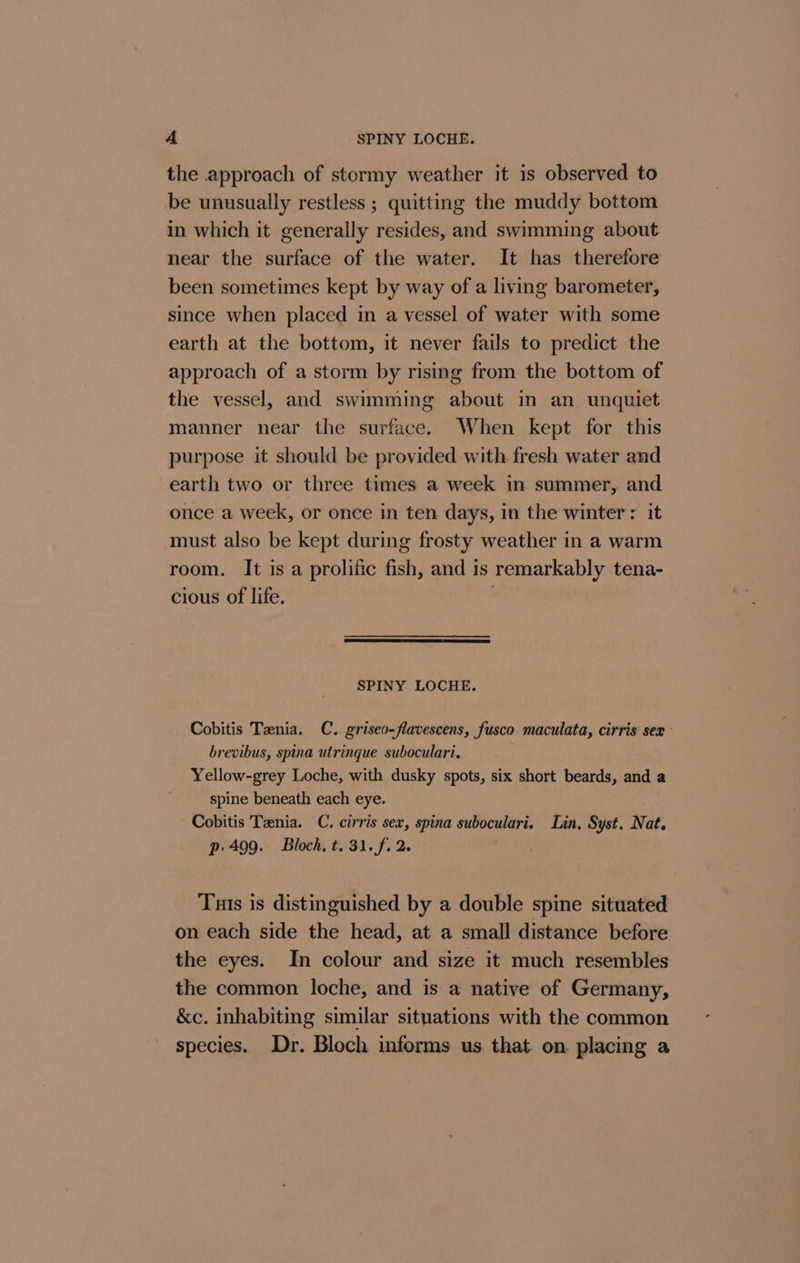 A SPINY LOCHE. the approach of stormy weather it is observed to be unusually restless ; quitting the muddy bottom in which it generally resides, and swimming about near the surface of the water. It has therefore been sometimes kept by way of a living barometer, since when placed in a vessel of water with some earth at the bottom, it never fails to predict the approach of a storm by rising from the bottom of the vessel, and swimming about in an unquiet manner near the surface. When kept for this purpose it should be provided with fresh water and earth two or three times a week in summer, and once a week, or once in ten days, in the winter: it must also be kept during frosty weather in a warm room. It is a prolific fish, and is remarkably tena- cious of life. SPINY LOCHE. Cobitis Tznia. C. griseo-flavescens, fusco maculata, cirris sex brevibus, spina utrinque suboculari. Yellow-grey Loche, with dusky spots, six short beards, and a spine beneath each eye. Cobitis Tenia. C. cirris sex, spina suboculari. Lin. Syst. Nat. p 499. Bloch, t. 31. f. 2. Tuts is distinguished by a double spine situated on each side the head, at a small distance before the eyes. In colour and size it much resembles the common loche, and is a native of Germany, &amp;c. inhabiting similar situations with the common species. Dr. Bloch informs us that. on. placing a