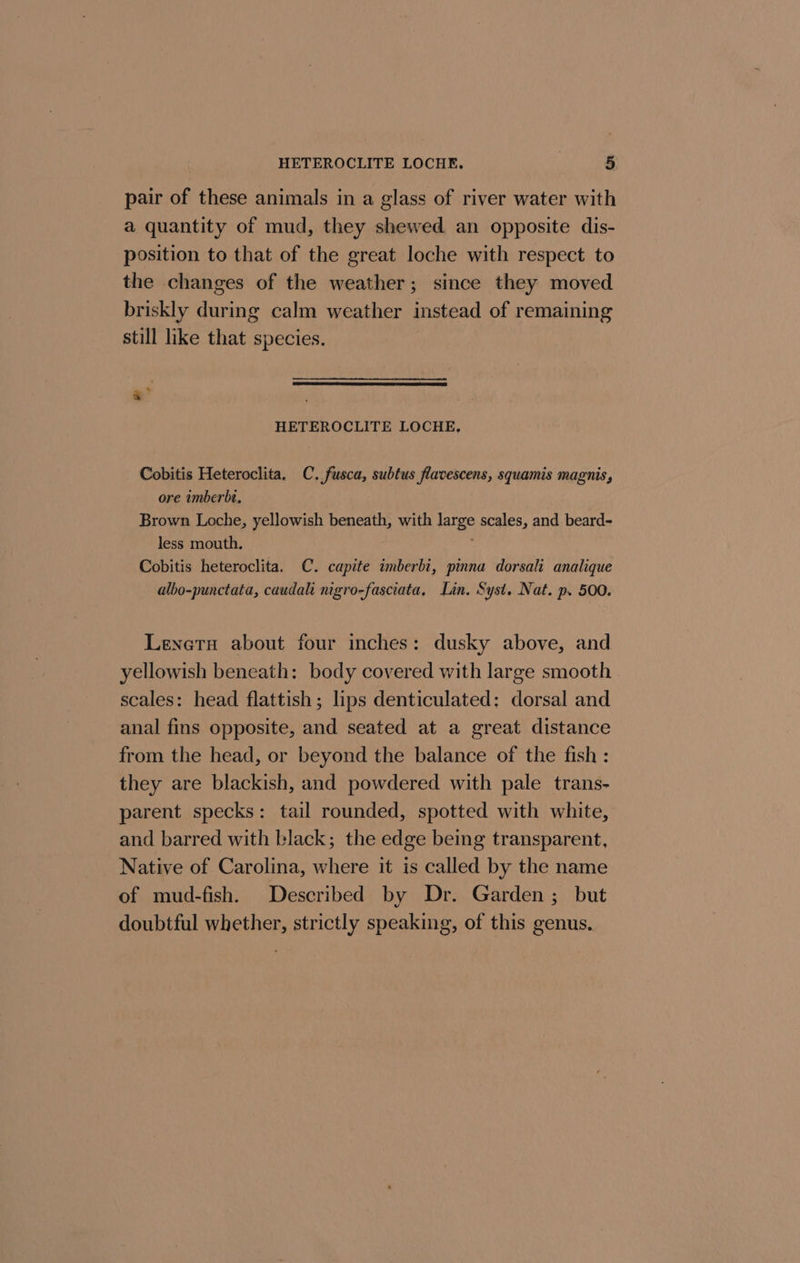 pair of these animals in a glass of river water with a quantity of mud, they shewed an opposite dis- position to that of the great loche with respect to the changes of the weather; since they moved briskly during calm weather instead of remaining still like that species. &amp; &gt; HETEROCLITE LOCHE, Cobitis Heteroclita. C. fusca, subtus flavescens, squamis magnis, ore imberbt. Brown Loche, yellowish beneath, with large scales, and beard- less mouth. Cobitis heteroclita. C. capite imberbi, pinna dorsali analique albo-punctata, caudali mgro-fasciata, Lin. Syst, Nat. p. 500. Lenetu about four inches: dusky above, and yellowish beneath: body covered with large smooth scales: head flattish; lips denticulated: dorsal and anal fins opposite, and seated at a great distance from the head, or beyond the balance of the fish : they are blackish, and powdered with pale trans- parent specks: tail rounded, spotted with white, and barred with black; the edge being transparent, Native of Carolina, where it is called by the name of mud-fish. Described by Dr. Garden; but doubtful whether, strictly speaking, of this genus.
