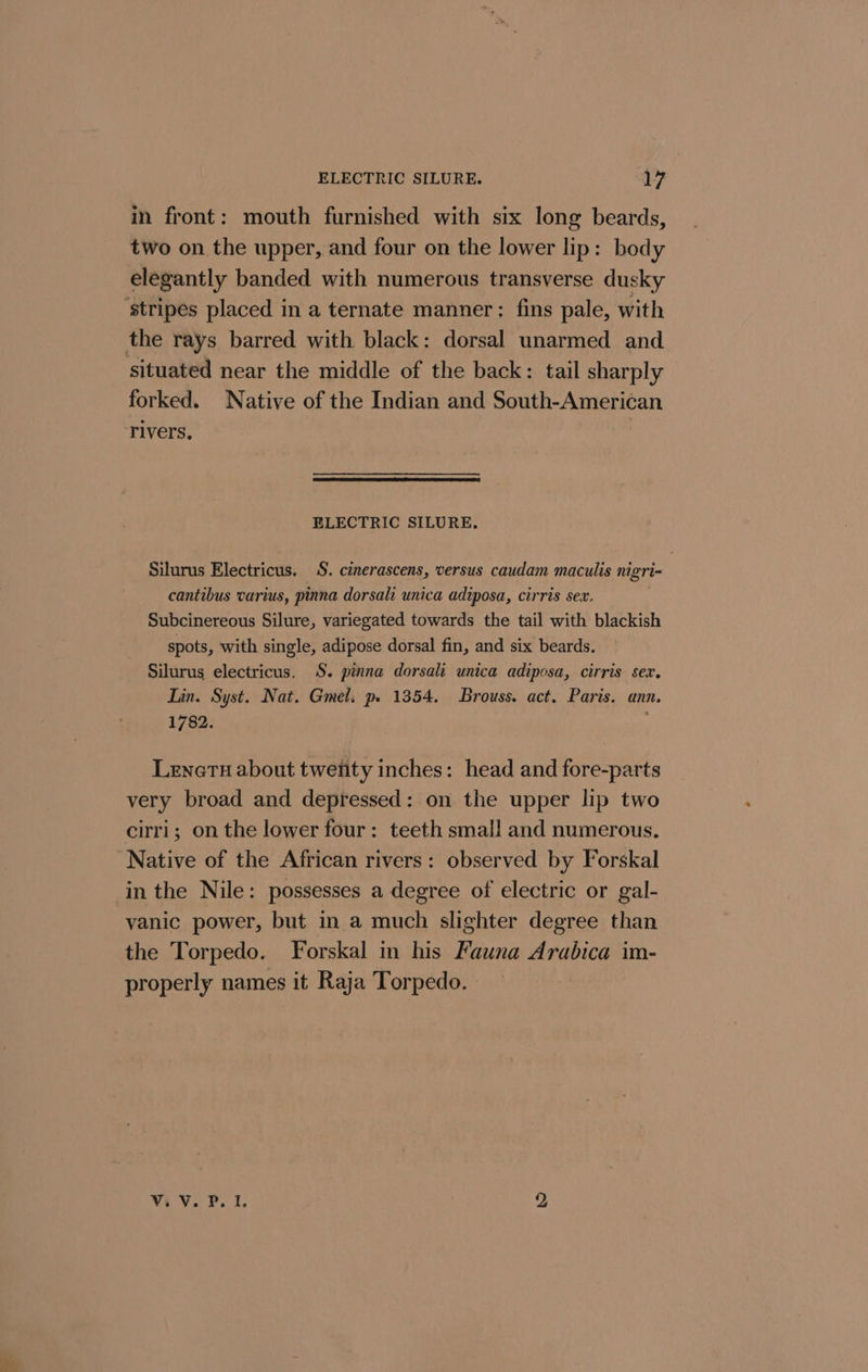 in front: mouth furnished with six long beards, two on the upper, and four on the lower lip: body elegantly banded with numerous transverse dusky ‘stripes placed in a ternate manner: fins pale, with the rays barred with black: dorsal unarmed and situated near the middle of the back: tail sharply forked. Native of the Indian and South-American rivers, : ELECTRIC SILURE. Silurus Electricus. S. cénerascens, versus caudam maculis nigri- cantibus varius, pinna dorsali unica adiposa, cirris sex. Subcinereous Silure, variegated towards the tail with blackish spots, with single, adipose dorsal fin, and six beards. Silurus electricus. S. pinna dorsali unica adiposa, cirris sex. Lin. Syst. Nat. Gmel. ps 1354. Brouss. act, Paris. ann. 1782. Lenetu about twenty inches: head and fore-parts very broad and depressed: on the upper lip two cirri; on the lower four: teeth small and numerous. Native of the African rivers: observed by Forskal in the Nile: possesses a degree of electric or gal- vanic power, but in a much slighter degree than the Torpedo. Forskal in his Fauna Arabica im- properly names it Raja Torpedo. ViVi P. 1. y