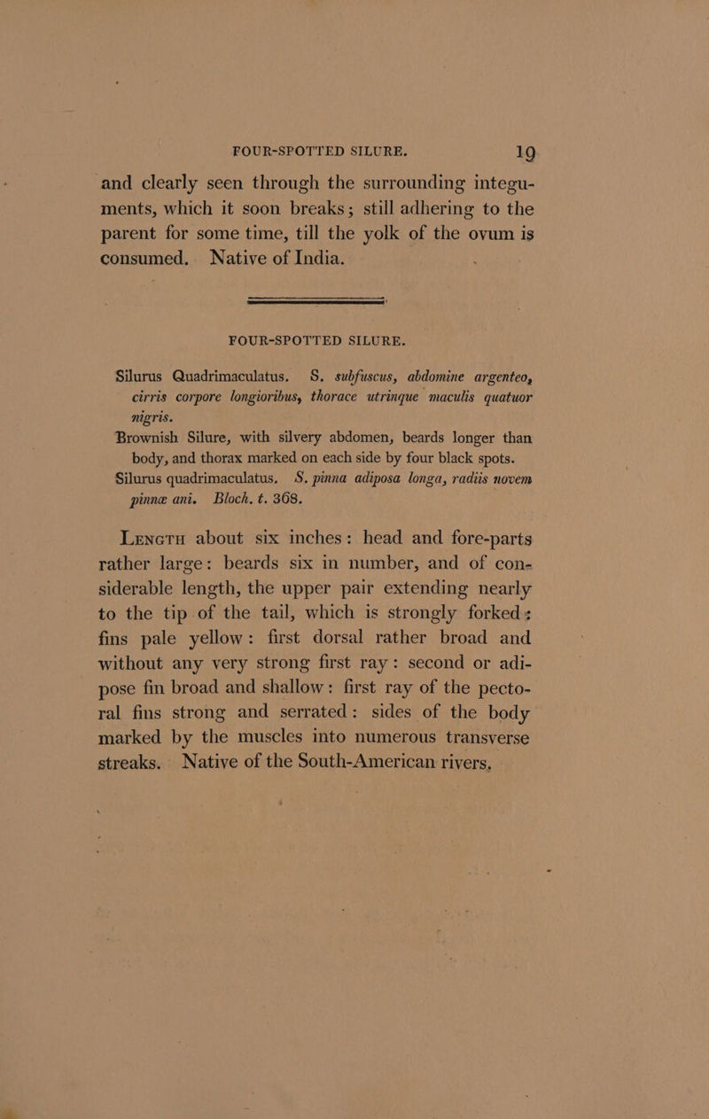and clearly seen through the surrounding integu- ments, which it soon breaks; still adhering to the parent for some time, till the yolk of the ovum is consumed. Native of India. FOUR-SPOTTED SILURE. Silurus Quadrimaculatus. 8. subfuscus, abdomine argenteo, cirris corpore longioribus, thorace utrinque maculis quatuor nigris. Brownish Silure, with silvery abdomen, beards longer than body, and thorax marked on each side by four black spots. Silurus quadrimaculatus. S. pinna adiposa longa, radiis novem pinne ani. Bloch. t. 368. Lenetu about six inches: head and fore-parts rather large: beards six in number, and of con- siderable length, the upper pair extending nearly to the tip of the tail, which is strongly forked: fins pale yellow: first dorsal rather broad and without any very strong first ray: second or adi- pose fin broad and shallow: first ray of the pecto- ral fins strong and serrated: sides of the body marked by the muscles into numerous transverse streaks. Native of the South-American rivers,