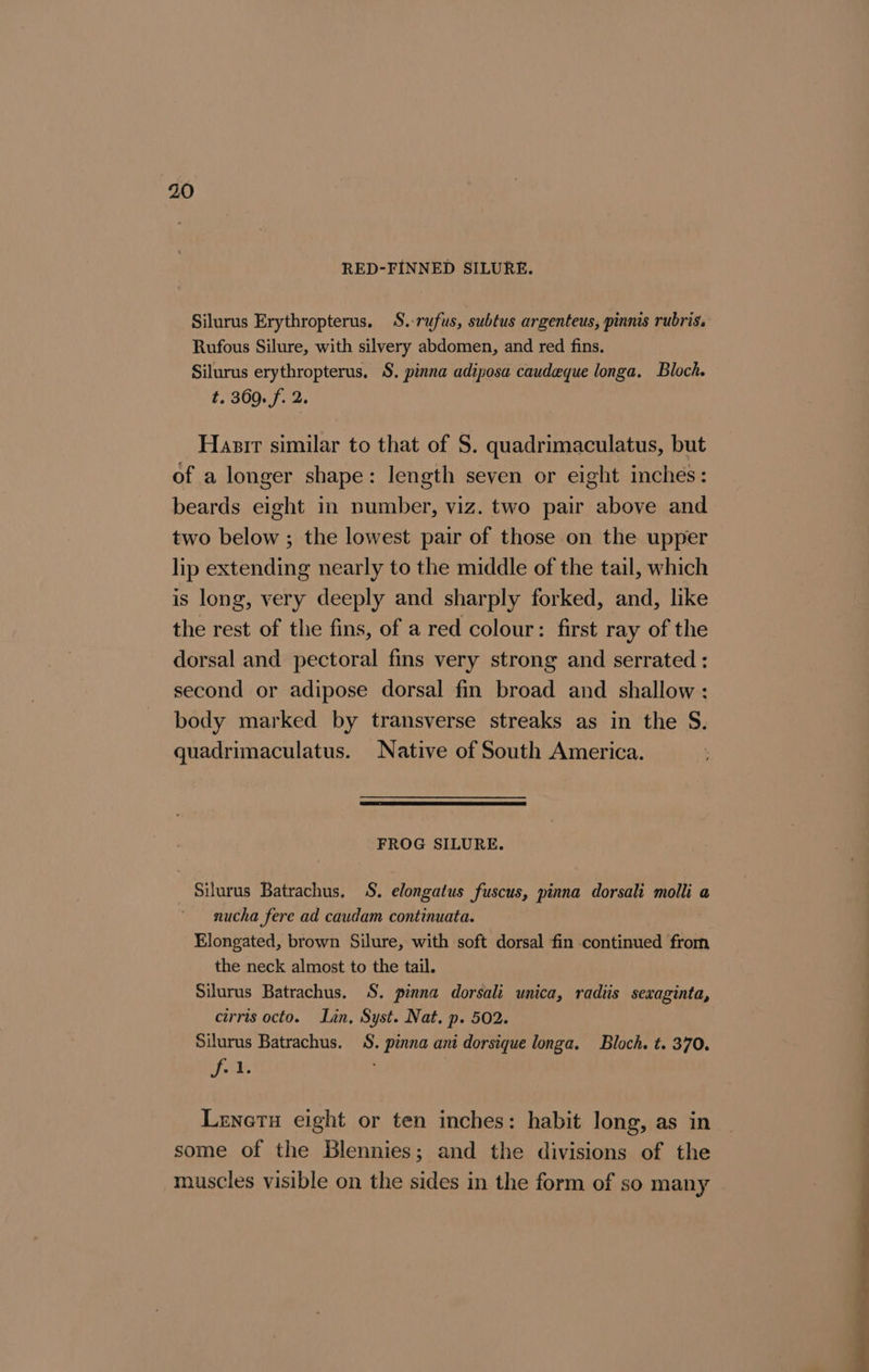RED-FINNED SILURE. Rufous Silure, with silvery abdomen, and red fins. Silurus erythropterus, S. pinna adiposa caudeque longa. Bloch. t. 360. f. 2. Hasir similar to that of S. quadrimaculatus, but of a longer shape: length seven or eight inches: beards eight in number, viz. two pair above and two below ; the lowest pair of those on the upper lip extending nearly to the middle of the tail, which is long, very deeply and sharply forked, and, like the rest of the fins, of a red colour: first ray of the dorsal and pectoral fins very strong and serrated : second or adipose dorsal fin broad and shallow : body marked by transverse streaks as in the S. quadrimaculatus. Native of South America. FROG SILURE. Silurus Batrachus. S. elongatus fuscus, pinna dorsali molli a nucha fere ad caudam continuata. Elongated, brown Silure, with soft dorsal fin continued from the neck almost to the tail. Silurus Batrachus. S. pinna dorsali unica, radiis sexaginta, cirris octo. Lin, Syst. Nat. p. 502. Silurus Batrachus. §. pinna ani dorsique longa. Bloch. t. 370. 4 a Lenetu eight or ten inches: habit long, as in some of the Blennies; and the divisions of the muscles visible on the sides in the form of so many ae
