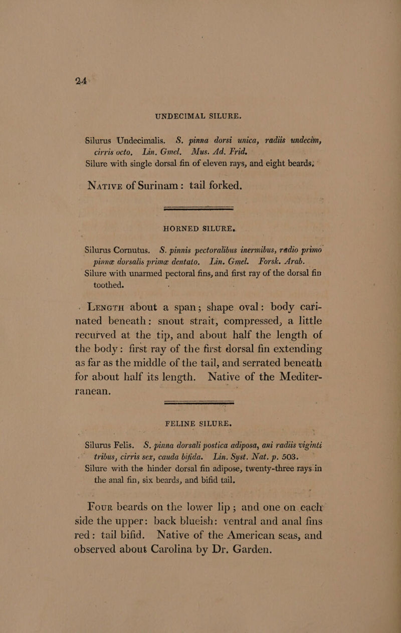QA: UNDECIMAL SILURE. Silurus Undecimalis. S. pinna dorsi unica, radiis undecim, cirris octo, Lin. Gmel. Mus. Ad. Frid. Silure with single dorsal fin of eleven rays, and eight beards, Native of Surinam: tail forked. HORNED SILURE.. Silurus Cornutus. S. pinnis pectoralibus inermibus, radio primo pinne dorsalis prime dentato, Lin. Gmel. Forsk. Arab. . Silure with unarmed pectoral fins, and first ray of the dorsal fin toothed. . Lenern about a span; shape oval: body cari- nated beneath: snout strait, compressed, a little recurved at the tip, and about half the length of the body: first ray of the first dorsal fin extending as far as the middle of the tail, and serrated beneath for about half its length. Native of the Mediter- ranean. = _ FELINE SILURE, Silurus Felis. S.-pinna dorsali postica adiposa, ani radiis viginti tribus, cirris sex, cauda bifida. Lin. Syst. Nat. p. 503. Silure with the hinder dorsal fin adipose, twenty-three rays.in the anal fin, six beards, and bifid tail. Four beards on the lower lip; and one on each side the upper: back blueish: ventral and anal fins red: tail bifid. Native of the American seas, and observed about Carolina by Dr. Garden.