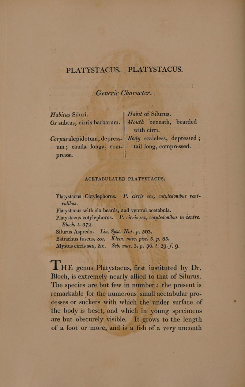 PLATYSTACUS. _PLATYSTACUS. Generic Character. Habitus Silas oe ae Habit of Silurus, Os subtus, cirris barbatum. Mouth beneath, bearded with cirri. Corpus sloidtiant depress-| Body scaleless, depressed ; um; cauda lone | com-|| tail long, compressed. pressa. hae la PLATYSTACUS, 2 th ee Platystaeu Cotylephorns, BP. cirris sex, Py iicdenibus went= ralibus. - 3; ¥) Bes Platystacus with six pene an venta acetabula. Platystacus cotylephorus. © Pe “cIrris sex, a in ventre. Bloch. t. 372. : _ Silurus Aspredo. Lan. Syst, Nat ip. 502.  Batrachus fuscus, &amp;c. Klein. misc. pisc. 5. Pp. 85. Mystus cirtis sex, 8c. Seb, mus. 3. 4g 36. ti ae 70: Tue genus oo ee shttiiited by Dr. Bloch, is extremely nearly allied to that of Silurus. The species are but few in number : the present is remarkable for the numerous ‘small acetabular pro- cesses or suckers with whichiehel under surface of ‘the body is beset, and whiciiftase Sung specimens are but obscurely visible. It grows to the length of a foot or more, and is a fish of a very uncouth ae, ')4