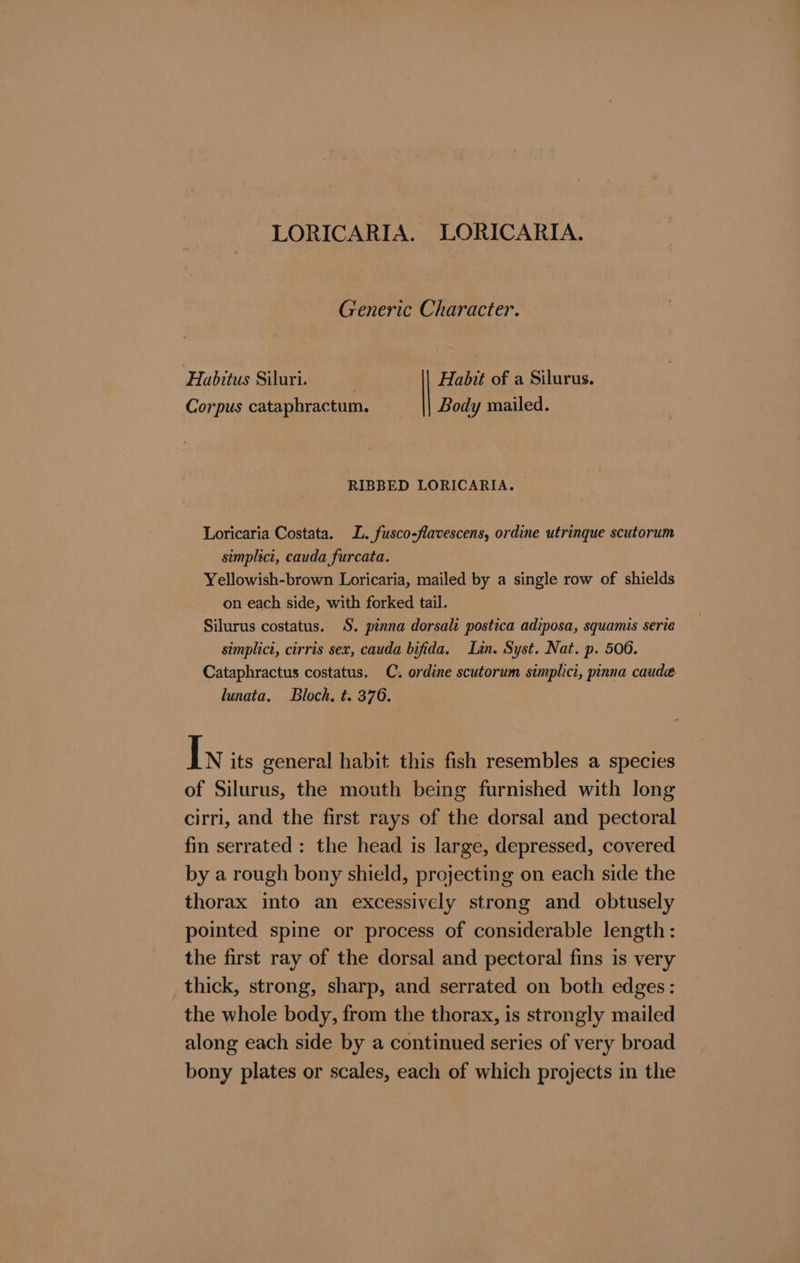 LORICARIA. LORICARIA. Generic Character. Habitus Siluri. | Corpus cataphractum. Habit of a Silurus. Body mailed. RIBBED LORICARIA. Loricaria Costata. LL. fusco-flavescens, ordine utrinque scutorum simplici, cauda furcata. Yellowish-brown Loricaria, mailed by a single row of shields on each side, with forked tail. Silurus costatus. S. pinna dorsali postica adiposa, squamis serie simplict, cirris sex, cauda bifida. Lan. Syst. Nat. p. 506. Cataphractus costatus. C. ordine scutorum simplici, pinna caude lunata. Bloch, t. 376. Iw its general habit this fish resembles a species of Silurus, the mouth being furnished with long cirri, and the first rays of the dorsal and pectoral fin serrated : the head is large, depressed, covered by a rough bony shield, projecting on each side the thorax into an excessively strong and obtusely pointed spine or process of considerable length: the first ray of the dorsal and pectoral fins is very thick, strong, sharp, and serrated on both edges: the whole body, from the thorax, is strongly mailed along each side by a continued series of very broad bony plates or scales, each of which projects in the