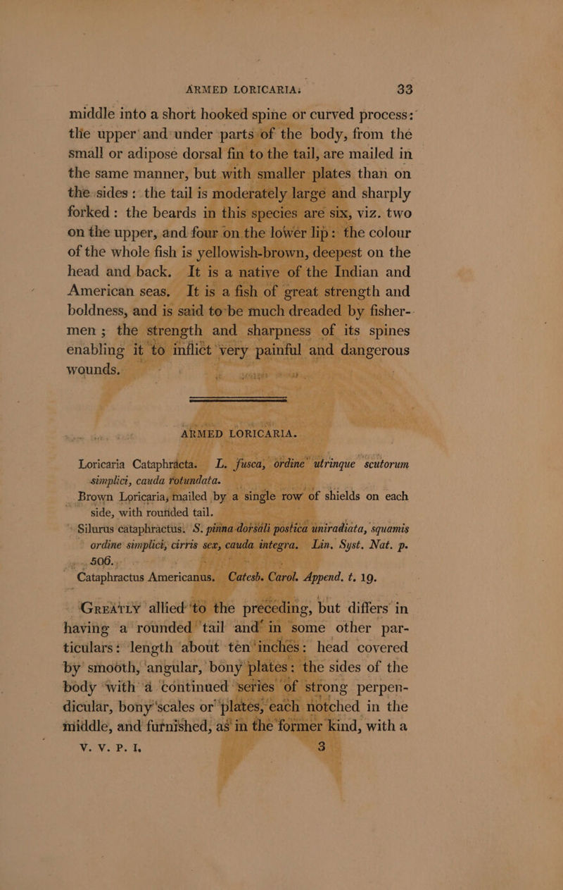 “enya oe a ARMED LORICARIA: © 33° middle into a short hooked spine « or curved process: tlie upper’ and under parts ne body, from the small or adipose dorsa fin , are mailed i in the same manner, ut Ww es. than on the sides : the tai ‘ist ; y large and sharply forked: the beards i ‘a pecies $ Sh he on the upper, and fou of the whole fish is y head and back. American seas ae boldness, and , men ; the eta wounds, t on the jan and th and Oe FATE 5. RG Loricaria Cataphrac . fusca, ord 7 rinque scutorum simplict, cauda rot oe : The _ Brown Loricaria, ma niod by 8 inj ide, with routided taut. ‘ » Silurus cataphractus. ‘S miradiata, squamis ~ ordine’ ongeen cirris Lin, Syst. Nat. p. . . 506. oe ey ~ Cataphractus American n us. Append. t. 19. - Gredtty’ allied te : gs, but differs’ in . having: a ‘rounded ae in some other par- tictilars + length” about ten’ ‘incl head covered ‘by’ smooth, ‘angular, bony pla | body ‘with a Continued ‘of § ong perpen- dicular, bony'scales or plat th notched in the middle, and futnished, as in the r ind, with a Vv. Whe i. ‘t