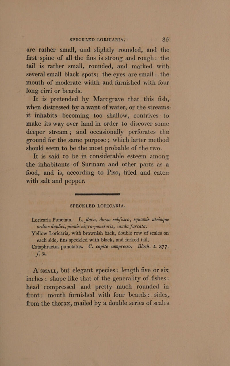 are rather small, and slightly rounded, and the first spine of all the fins is strong and rough: the tail is rather small, rounded, and marked with several small black spots: the eyes are small :. the mouth of moderate width and furnished with four long cirri or beards. It is pretended by Marcgrave that this fish, when distressed by a want of water, or the streams. it inhabits becoming too shallow, contrives: to make its way over land in order to discover some deeper stream; and occasionally perforates the ground for the same purpose ; which latter method should seem to be the most probable of the two. It is said to be in considerable esteem among the inhabitants of Surinam and other parts as a food, and is, according to Piso, fried and eaten with salt and pepper. SPECKLED LORICARIA. Loricaria Punctata. L. flaca, dorso subfusco, squamis utrinque ordine duplici, pinnis nigro-punctatis, cauda furcata. Yellow Loricaria, with brownish back, double row of scales on each side, fins speckled with black, and forked tail. Cataphractus punctatus. C. capite compresso. Bloch. t. 377. fd A sMALL, but elegant species: length five or six inches: shape like that of the generality of fishes: head compressed and pretty much rounded in front: mouth furnished with four beards: . sides, from.the thorax, mailed by a double series of scales