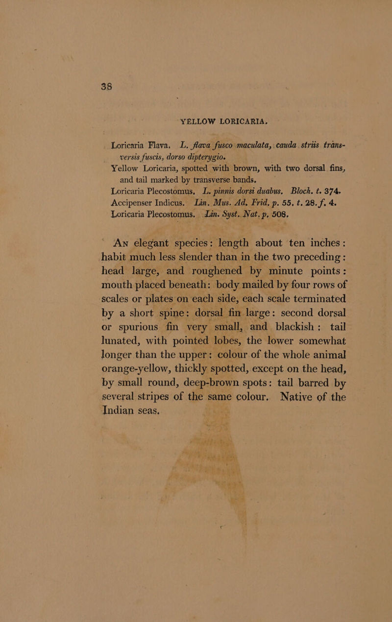 YELLOW LORICARIA. Loricaria Flava, L. flava fusco maculata, :cauda.strus trans- versis fuscis, dorso dipterygio. Yellow Loricaria, spotted with ‘brown, with two dorsal fins, and tail marked by transverse bands. Loricaria Plecostomus, L. pinnis dorsi duabus, Bloch. t. 374 Accipenser Indicus. Lin. Mus. Ad. Frid. p. 55, t. 28. f. 4. Loricaria Plecostomus. Lin. Syst..Nat. p, 508. An elegant species: length about ten inches : habit much less slender than in the two preceding : head large, and roughened by minute points: mouth placed beneath: body mailed by four rows of scales or plates on each side, each scale terminated by a short spine; dorsal fin. large : second dorsal or spurious fin very small, and_ blackish ; tail lunated, with pointed lobes, the lower somewhat longer than the upper: colour of the whole animal orange-yellow, thickly spotted, except on the head, by small round, deep-brown spots: tail barred by several stripes of Pe same colour. Native of the Indian seas.